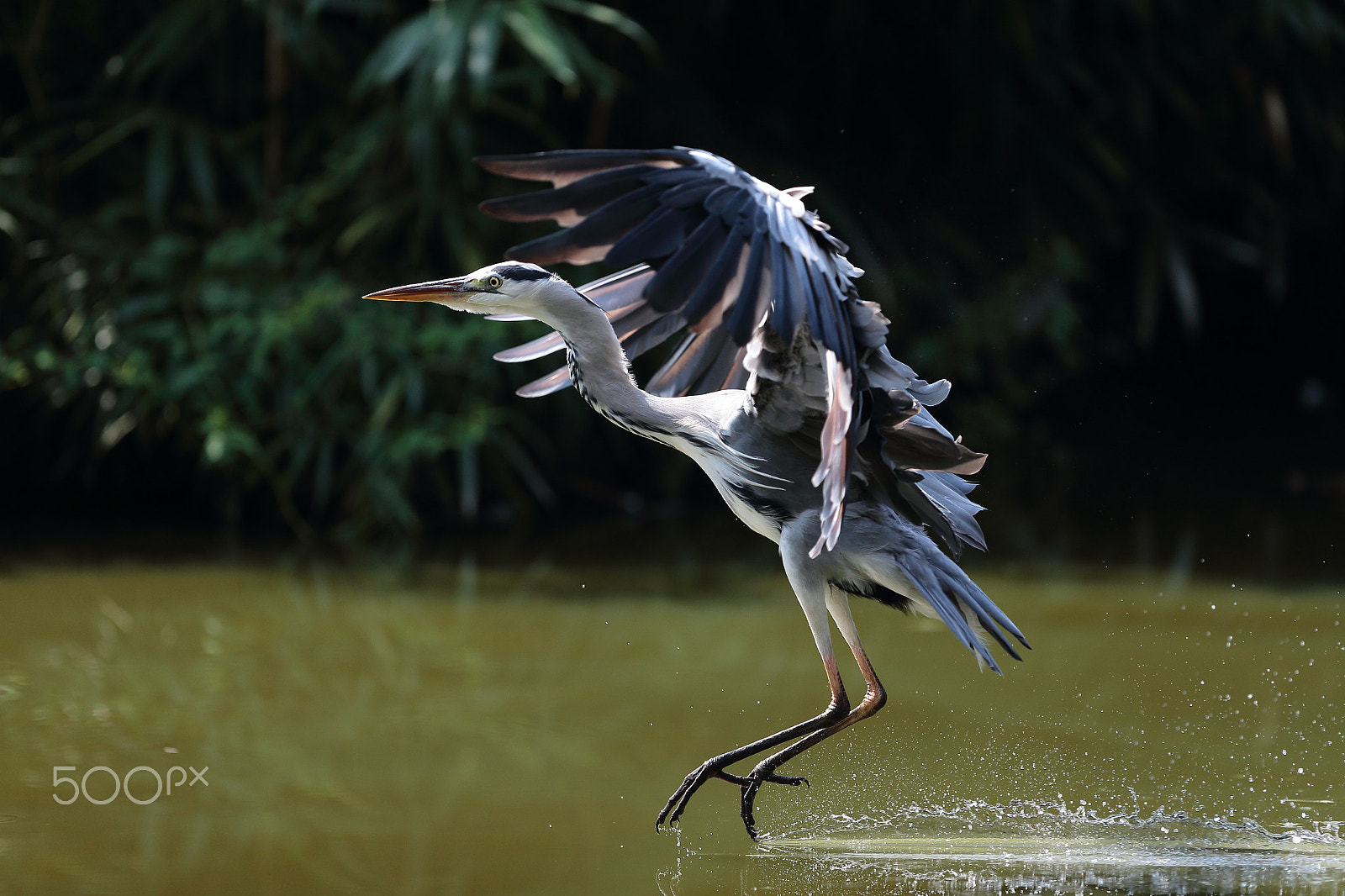 Canon EF 300mm F2.8L IS USM sample photo. Landing photography