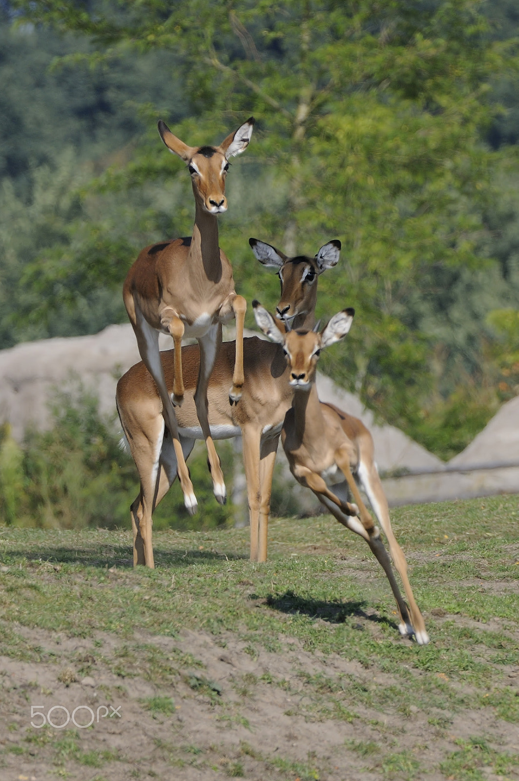 Nikon AF-S Nikkor 200-400mm F4G ED-IF VR sample photo. Springbok photography