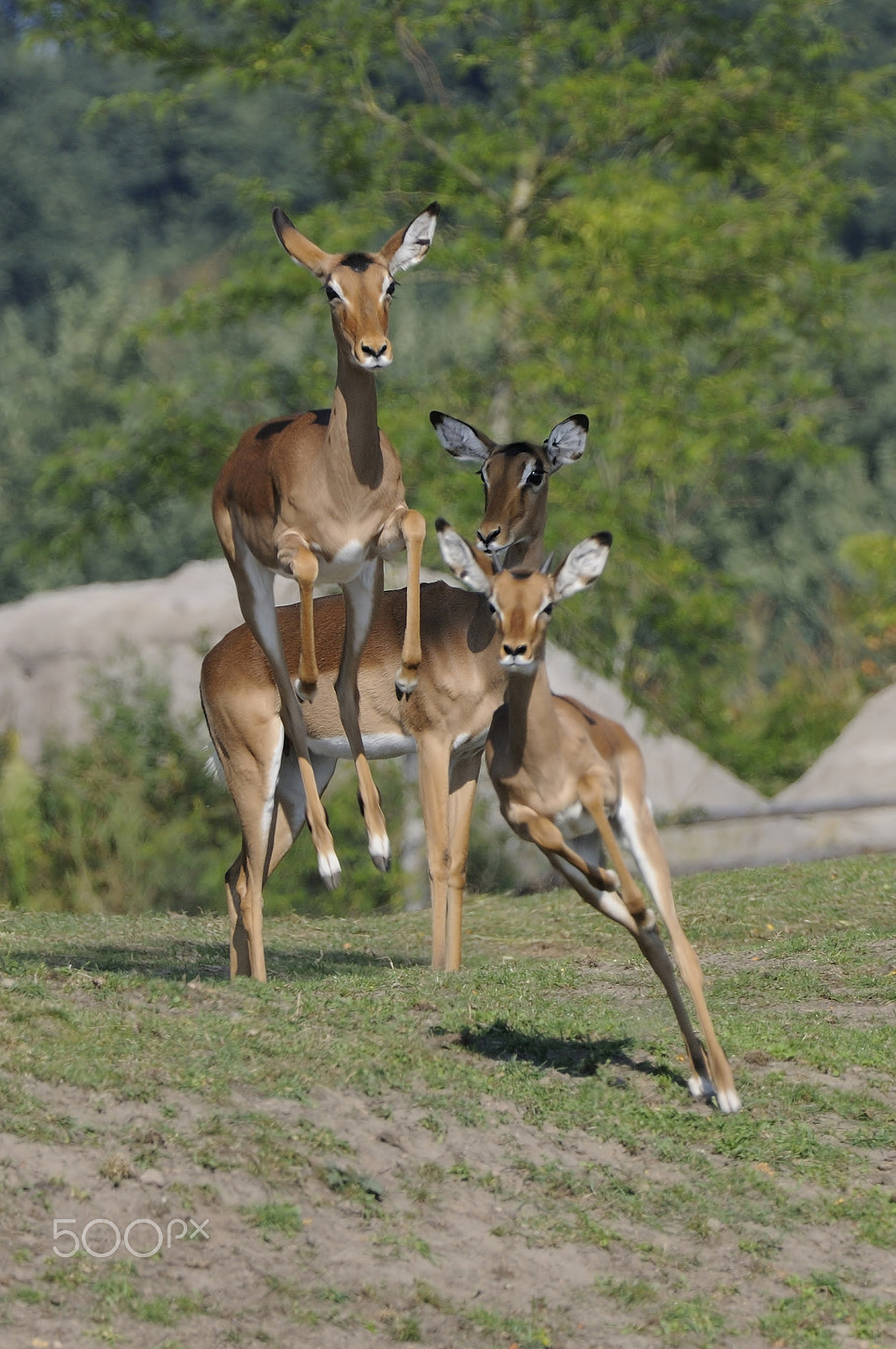 Nikon D300S + Nikon AF-S Nikkor 200-400mm F4G ED-IF VR sample photo. Springbok photography