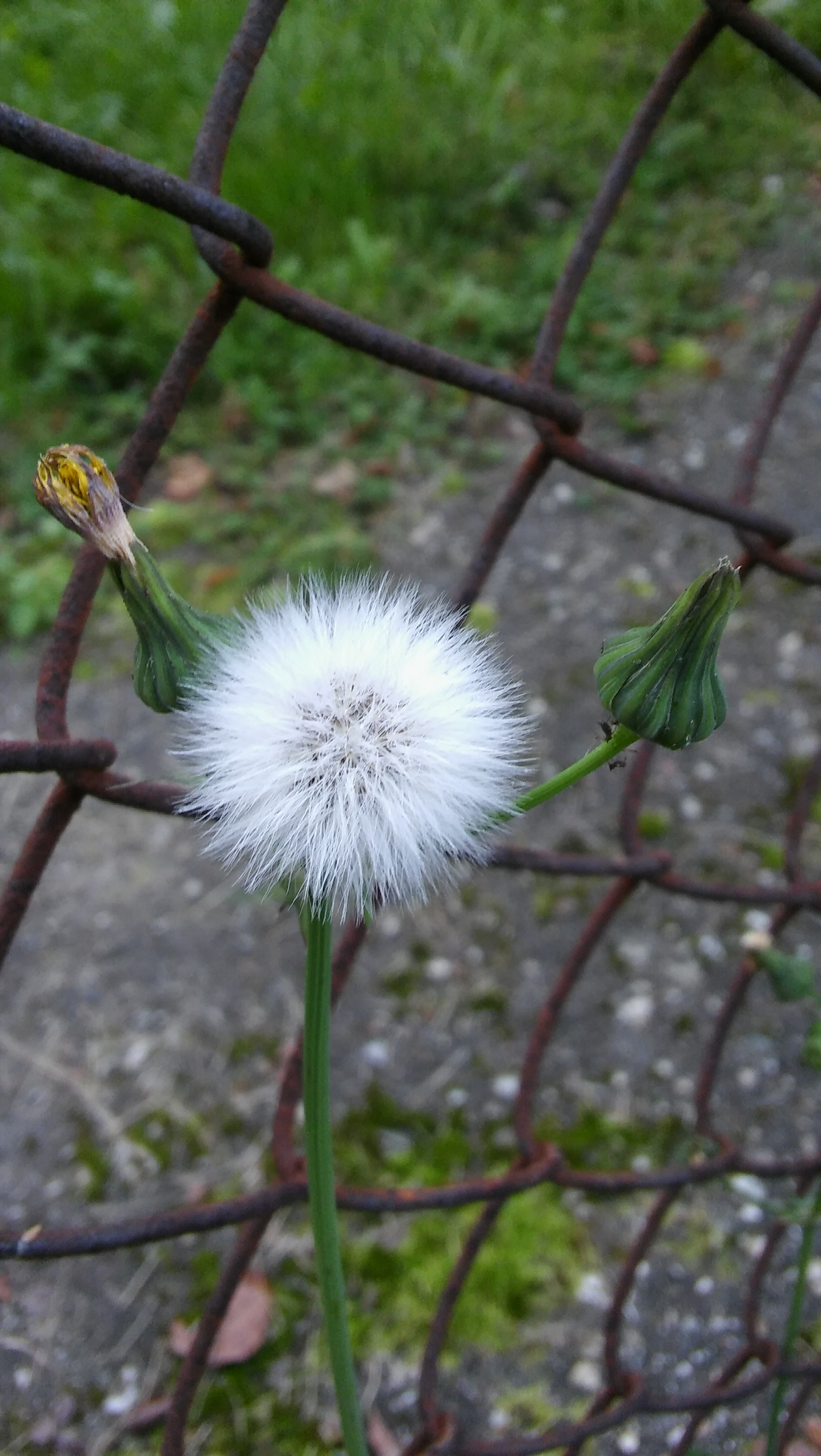 LG SPIRIT 4G LTE sample photo. Dandelion fluff photography
