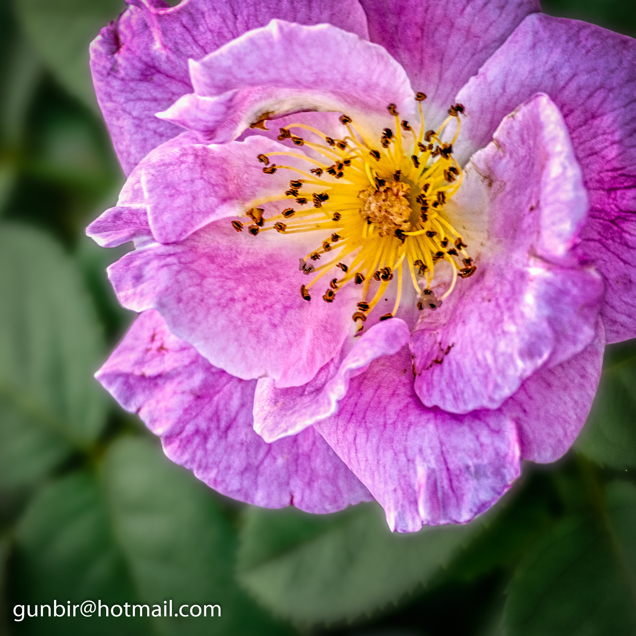 Nikon D40X sample photo. Rose photography