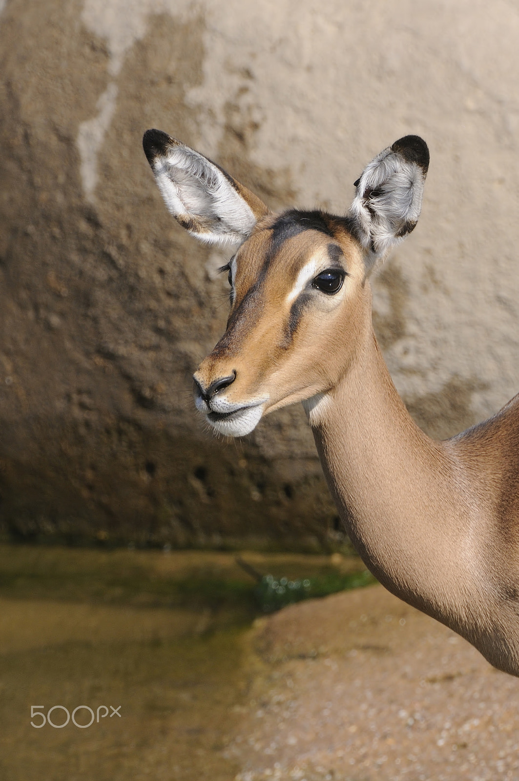 Nikon AF-S Nikkor 200-400mm F4G ED-IF VR sample photo. Springbok photography