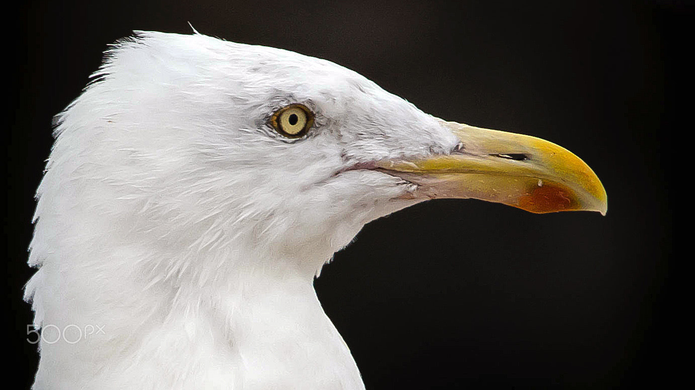 Nikon D600 sample photo. Portrait of a seagull... photography