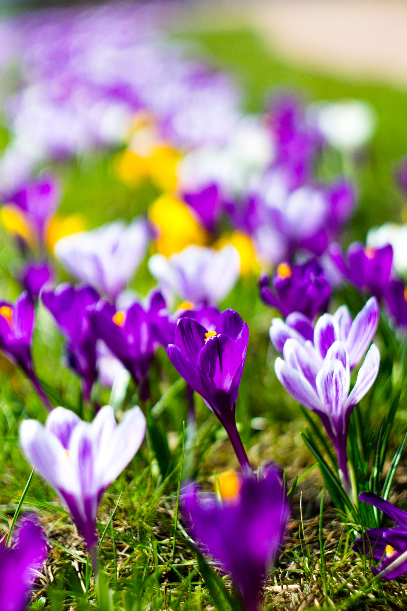 Canon EF 35-80mm f/4-5.6 sample photo. Crocus way.  photography