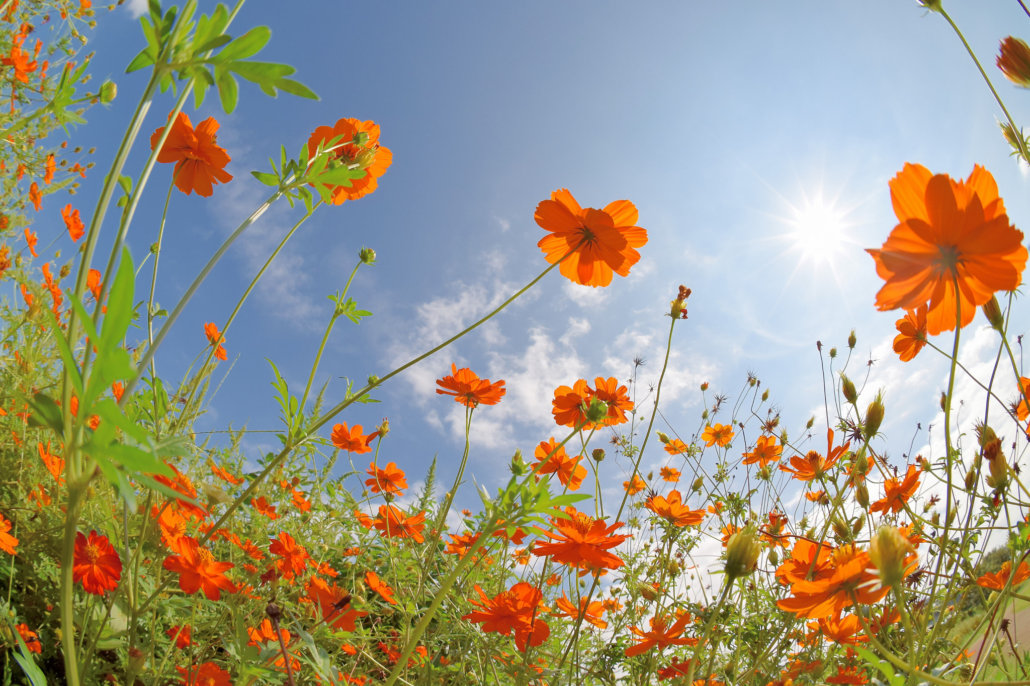 Nikon D5300 + Sigma 10mm F2.8 EX DC HSM Diagonal Fisheye sample photo. Yellow cosmos photography