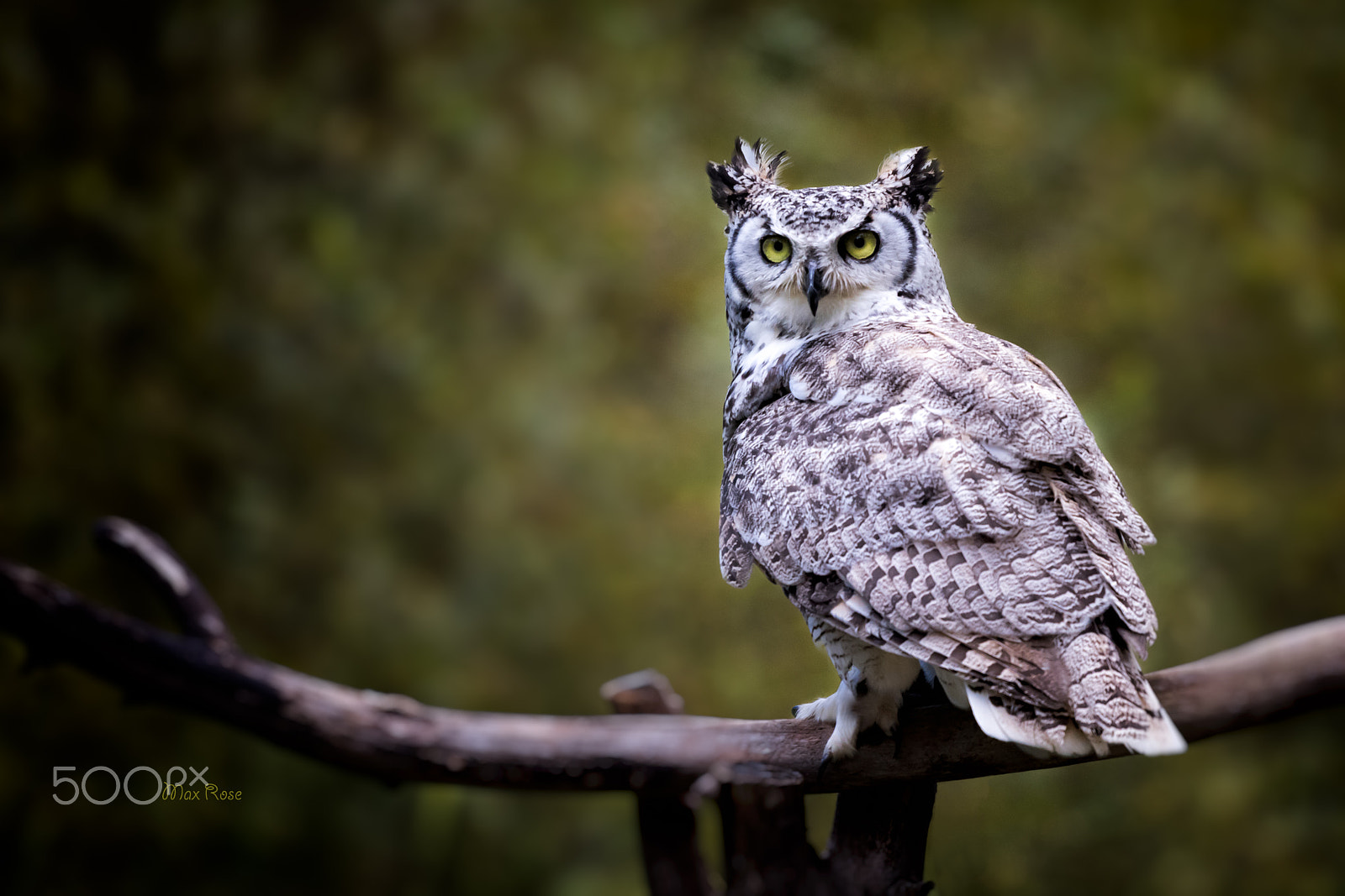 Canon EOS 80D + Canon EF 70-200mm F4L USM sample photo. Green eyed owl photography