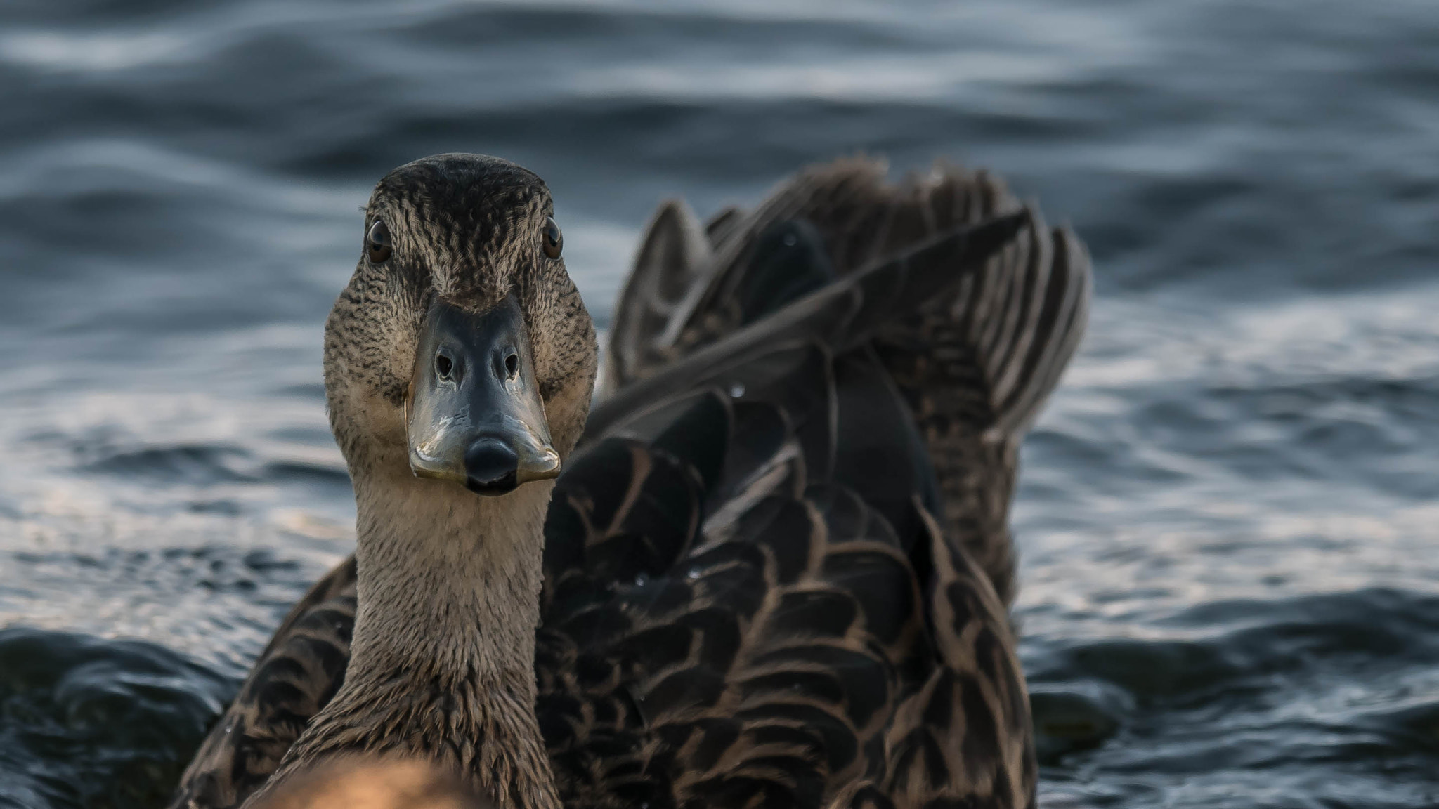Panasonic Lumix DMC-G7 sample photo. Duck eyes to eyes photography
