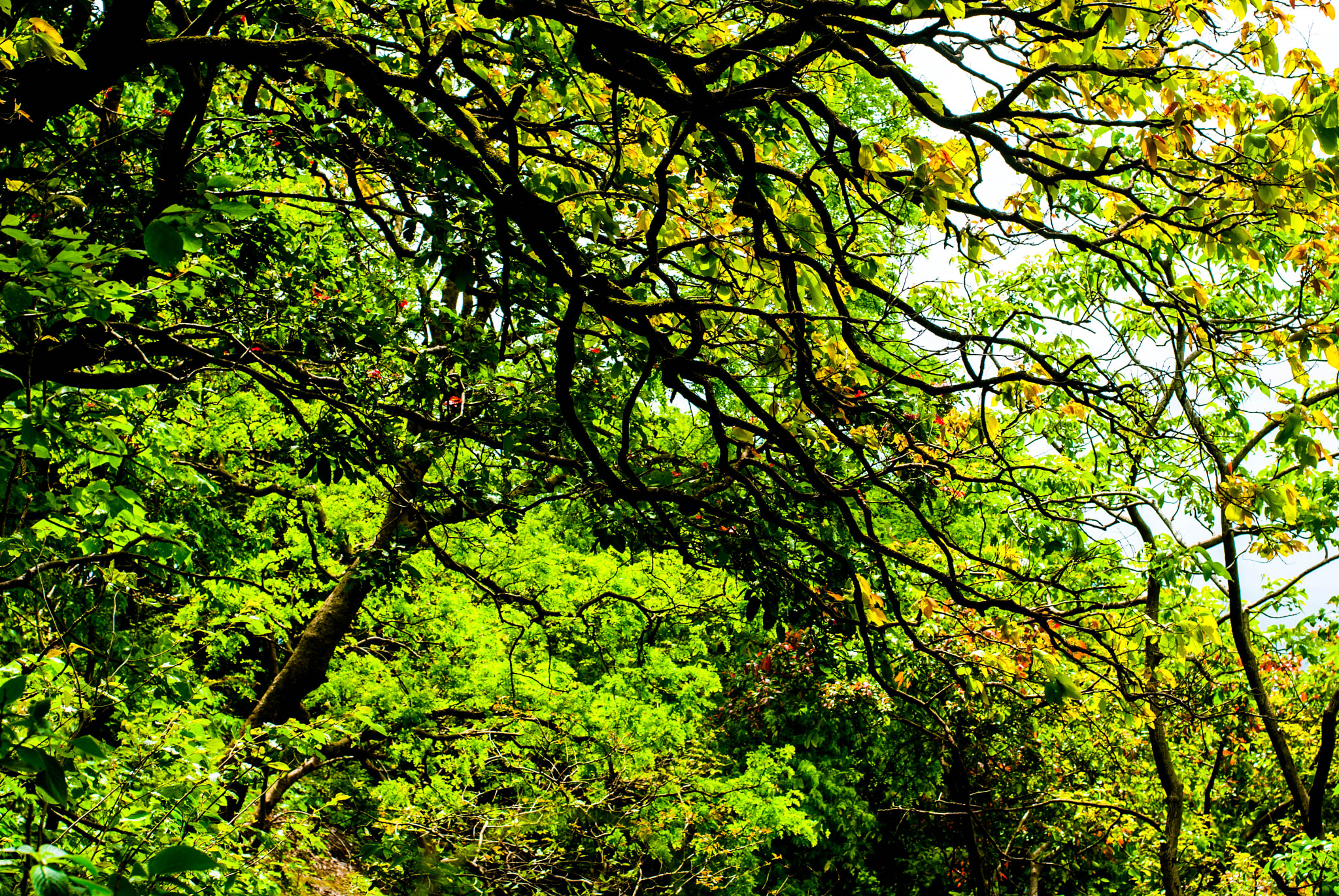 Nikon D60 + Nikon AF-S Nikkor 50mm F1.8G sample photo. Trees in the forest photography