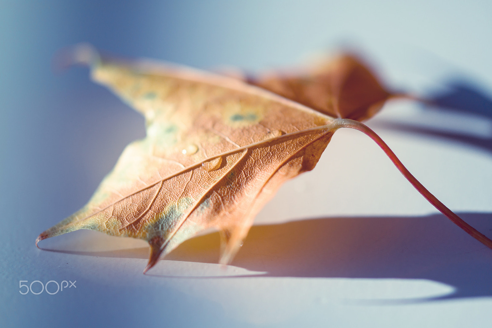 Samsung NX30 + Samsung NX 60mm F2.8 Macro ED OIS SSA sample photo. Season of colors photography