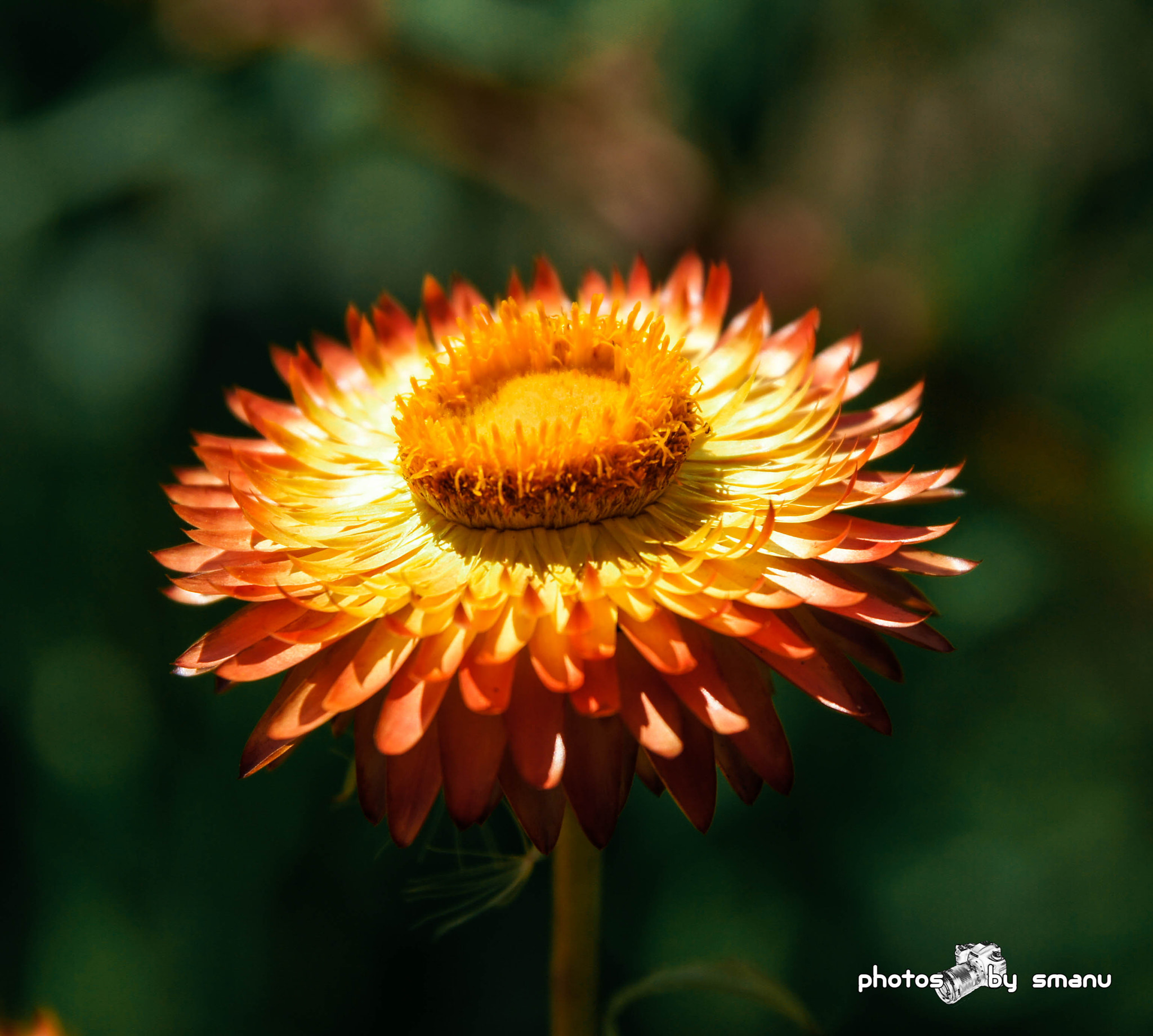 Sony SLT-A55 (SLT-A55V) sample photo. Flower photography