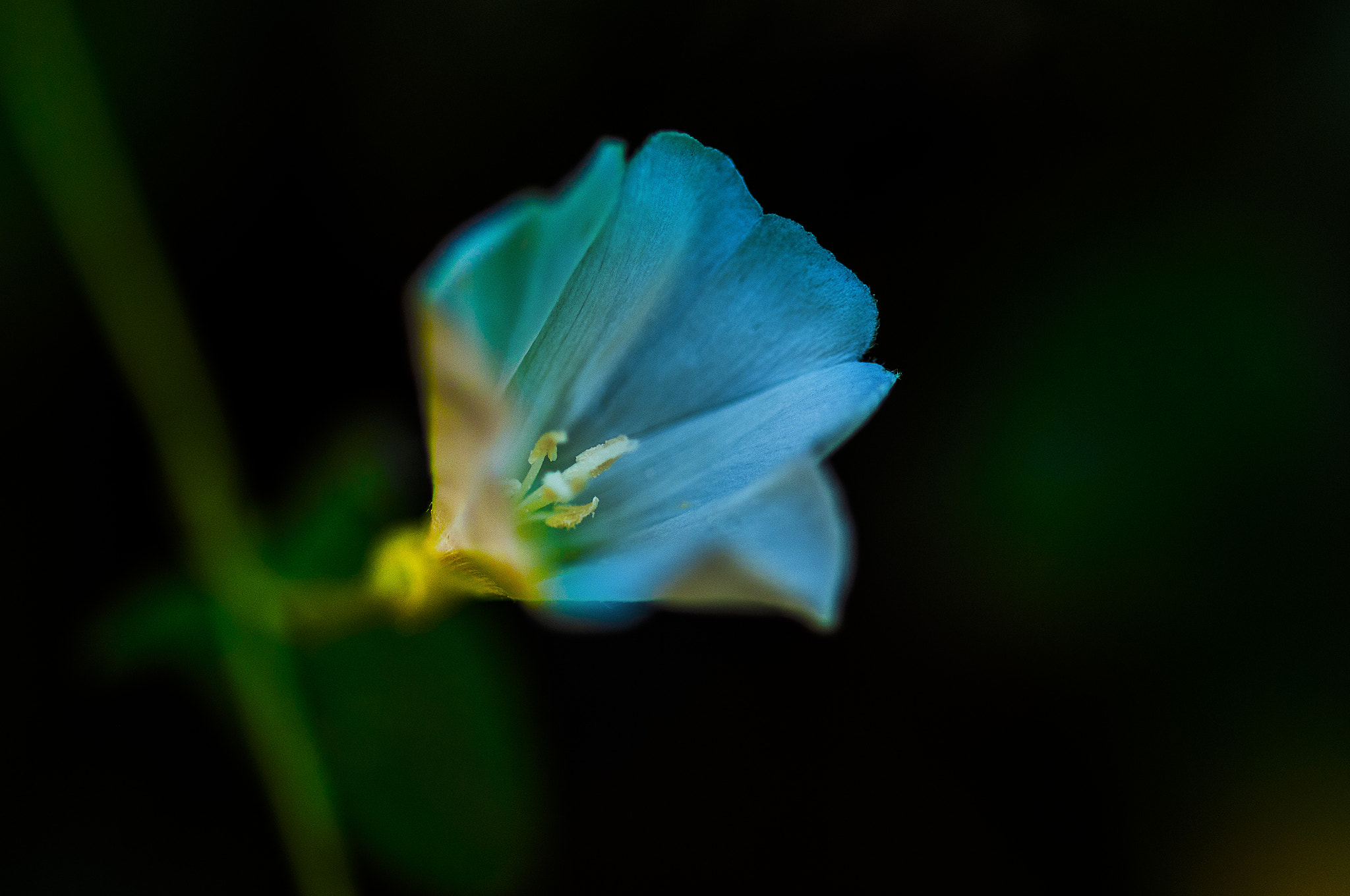 Sigma 105mm F2.8 EX DG OS HSM sample photo. Azul1 photography