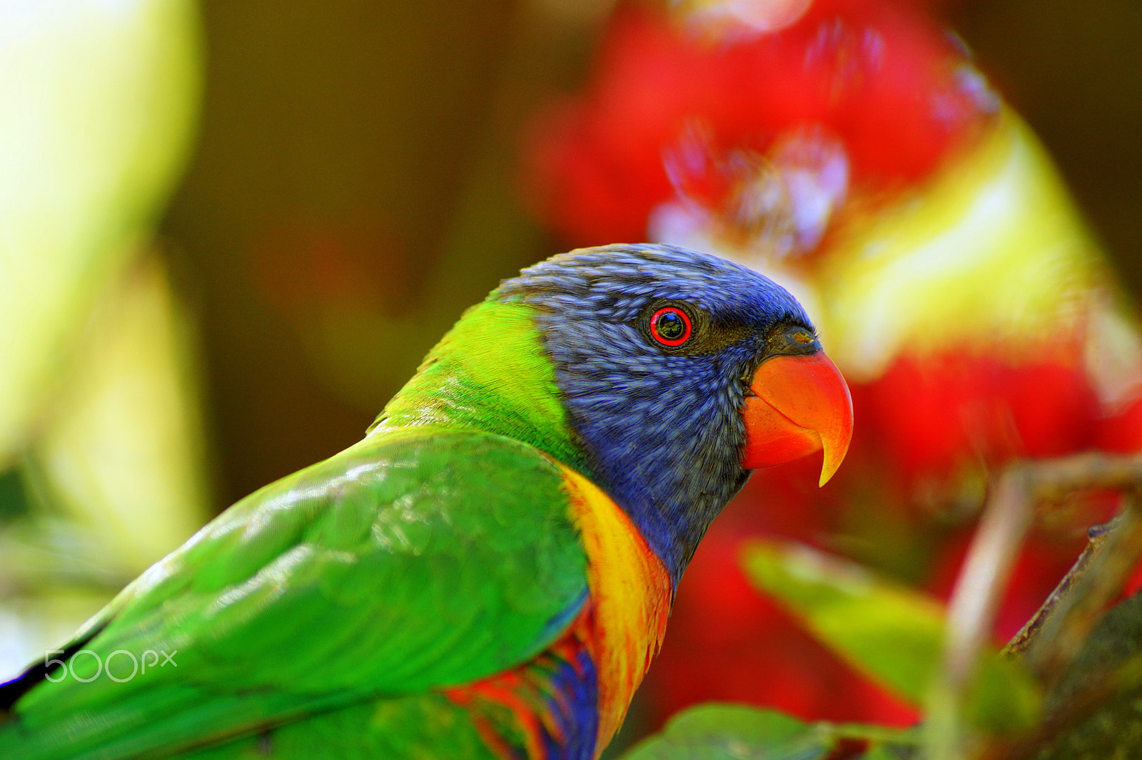 Sony DT 55-200mm F4-5.6 SAM sample photo. Australian lorikeet photography