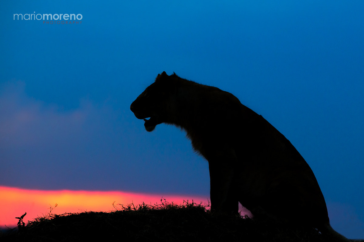 Canon EF 300mm F2.8L IS USM sample photo. Silhouette of a predator photography