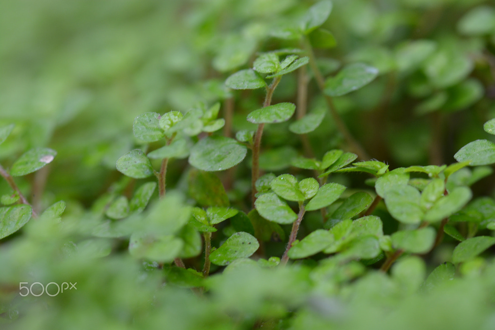 Nikon AF-S Micro-Nikkor 105mm F2.8G IF-ED VR sample photo. Dsc photography