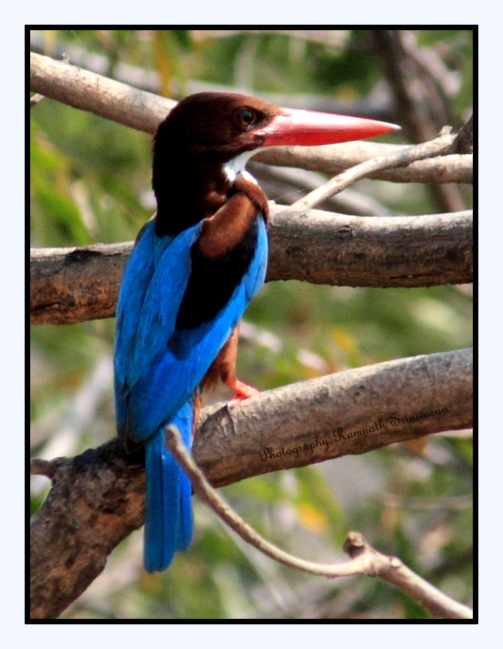 Canon EF-S 55-250mm F4-5.6 IS II sample photo. White throated kingfisher photography