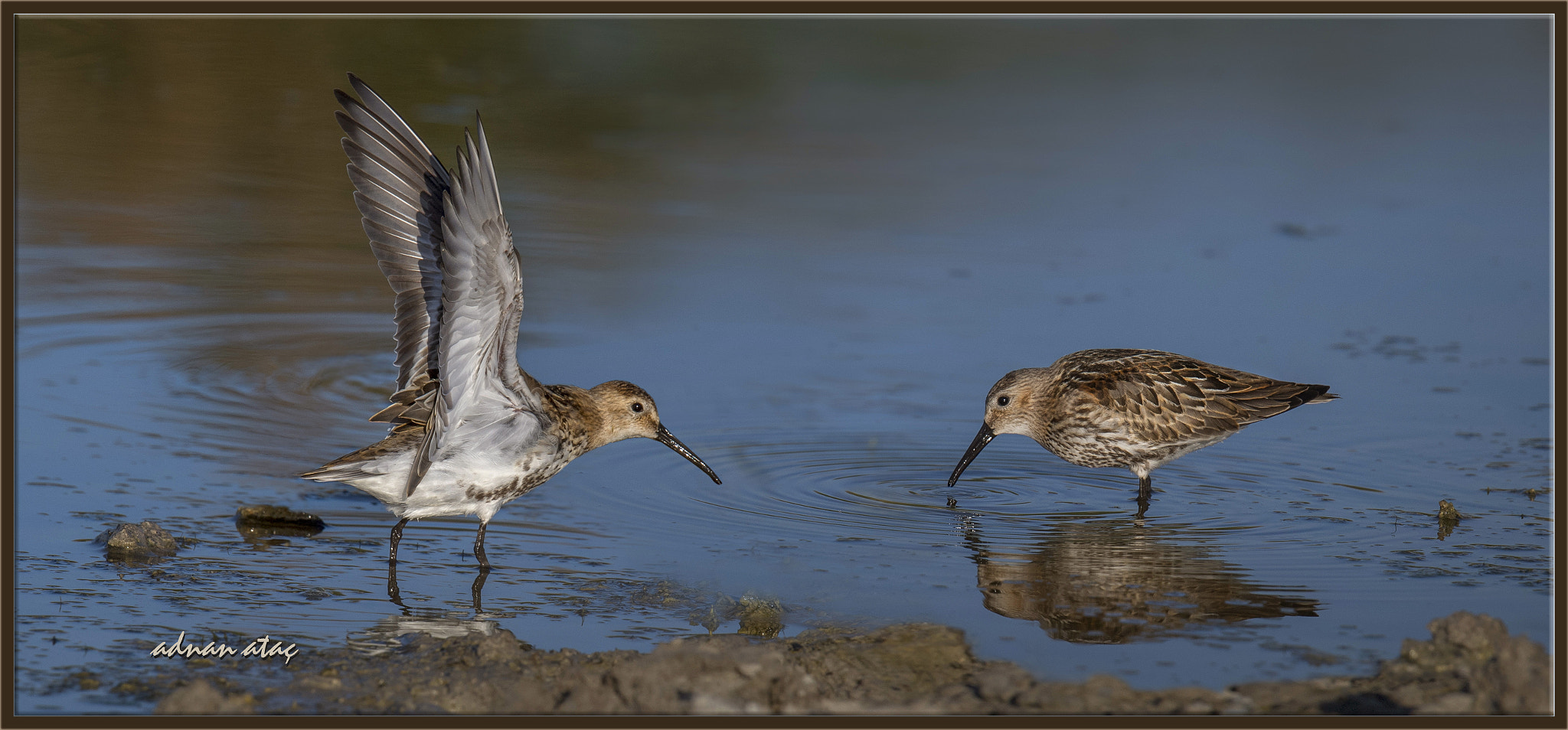 Sigma 150-600mm F5-6.3 DG OS HSM | S sample photo. Karakarınlı kumkuşu - calidris alpina - dunlin photography