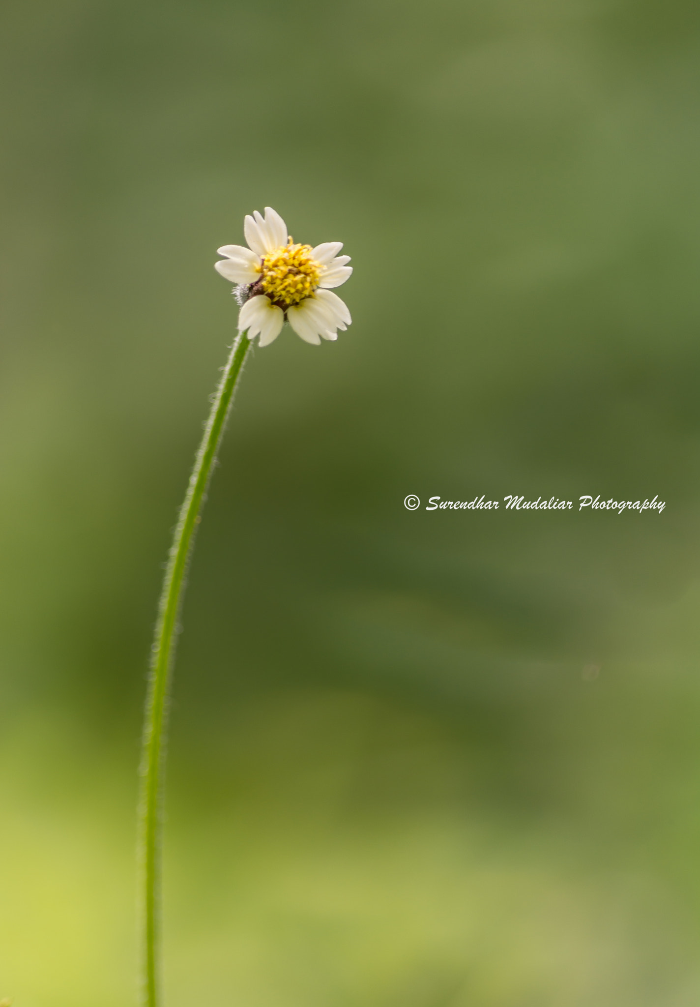Tridax procumbens