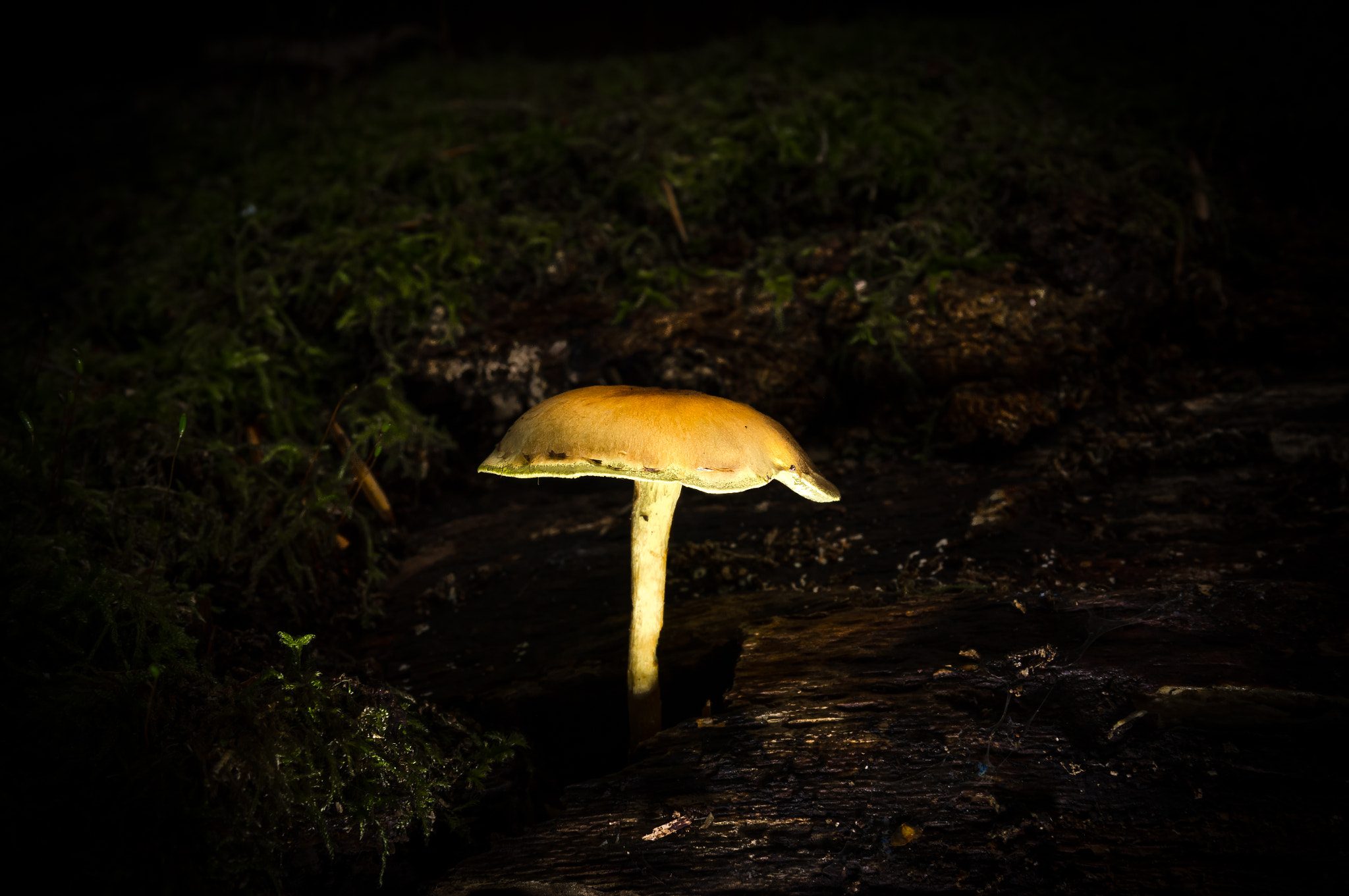 Sony SLT-A55 (SLT-A55V) sample photo. A glowing sponge in the dark forest photography