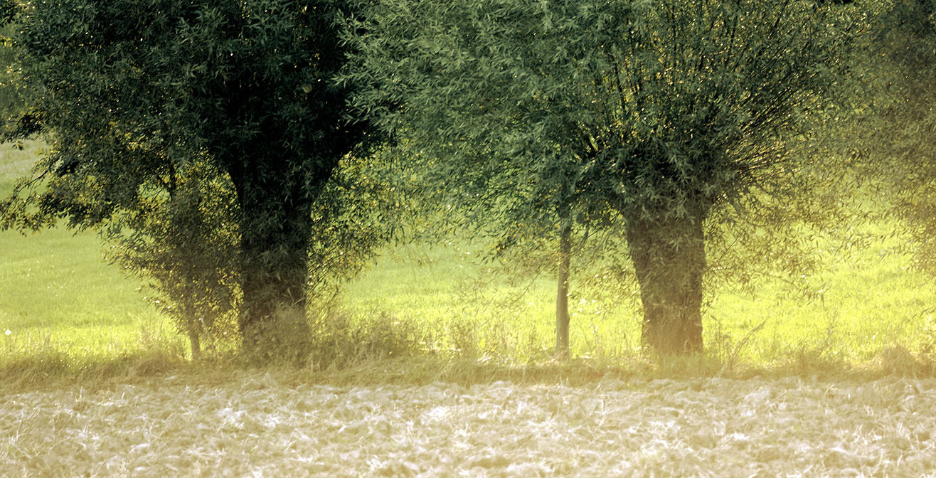 AF Zoom-Nikkor 35-80mm f/4-5.6D sample photo. Willow photography