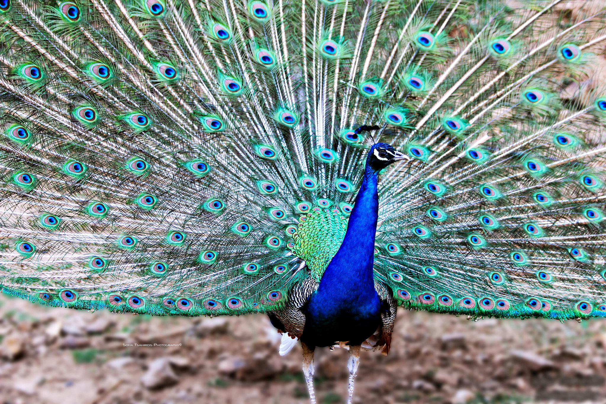 Canon EF 70-300mm F4-5.6 IS USM sample photo. Evil eye photography