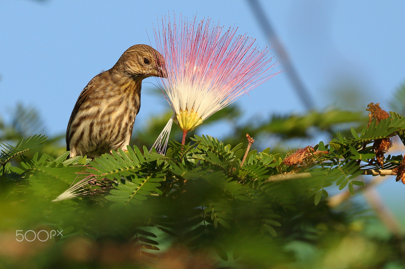 Canon EOS 750D (EOS Rebel T6i / EOS Kiss X8i) sample photo. House finch photography