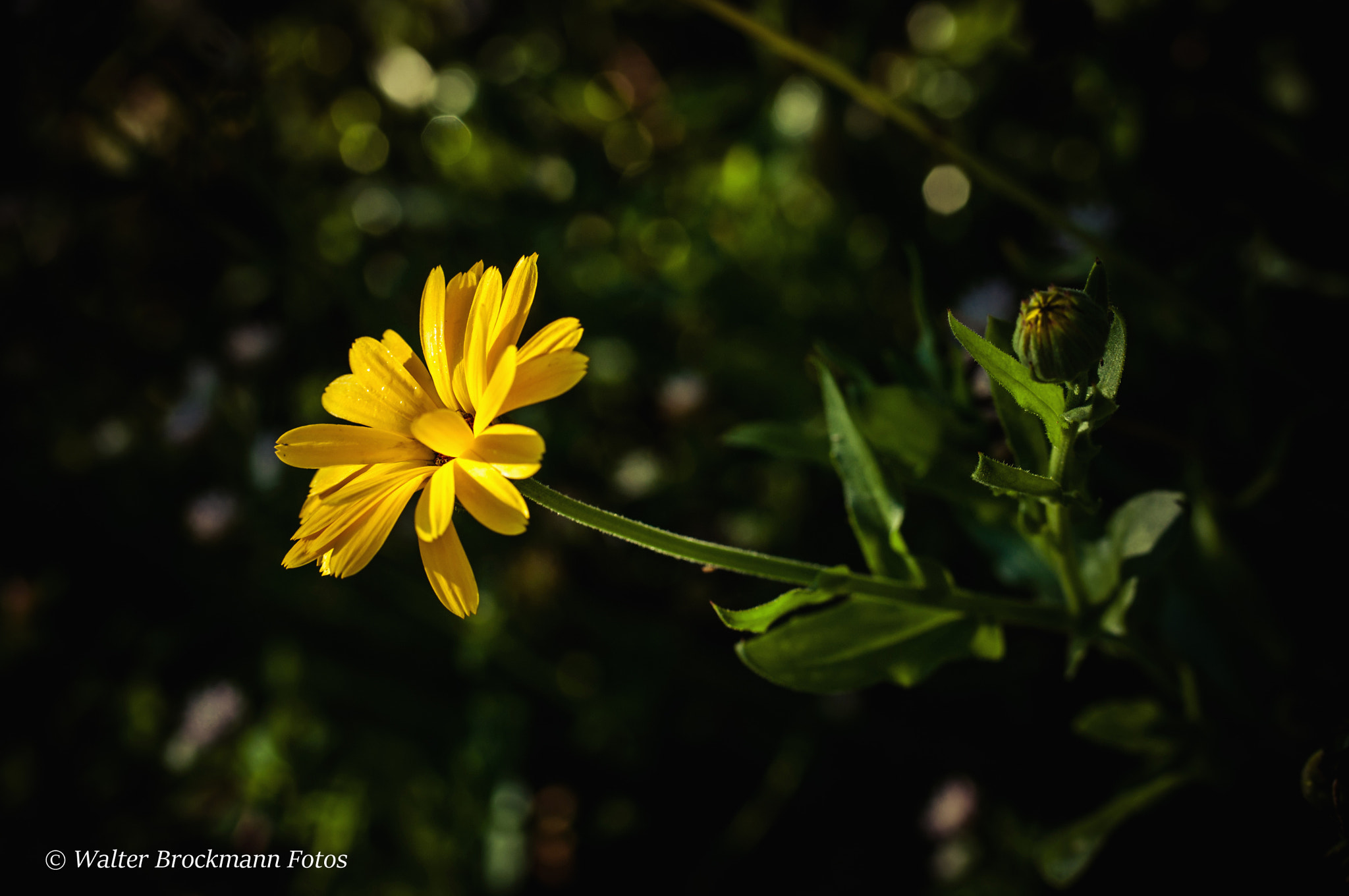 Nikon D5000 sample photo. Tamron 60mm 2.0 macro photography