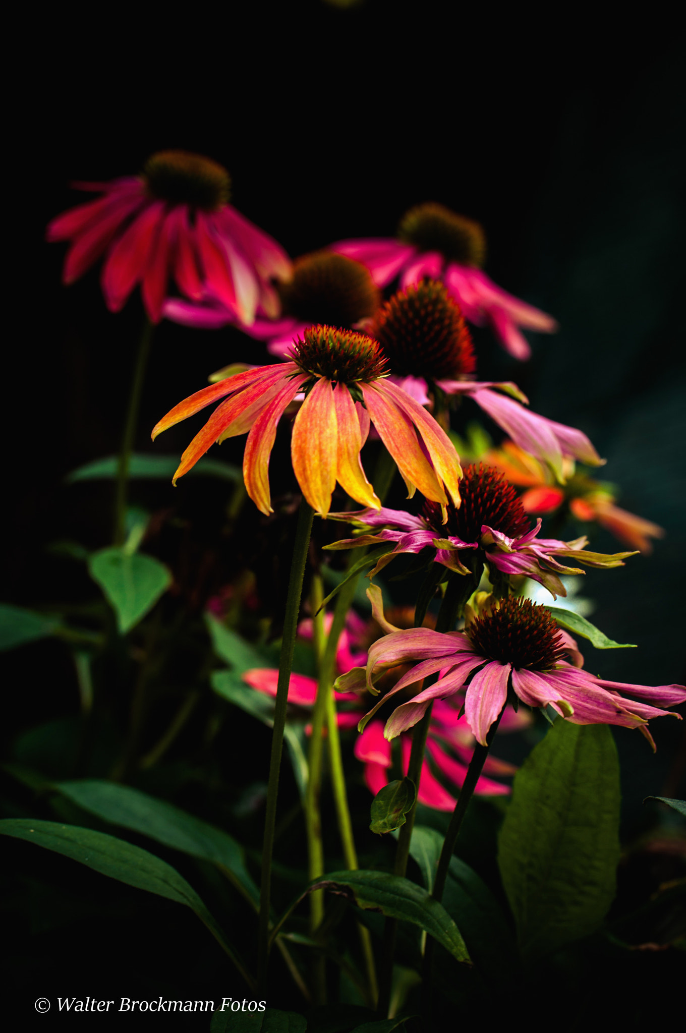 Nikon D5000 sample photo. Tamron 60mm 2.0 macro photography