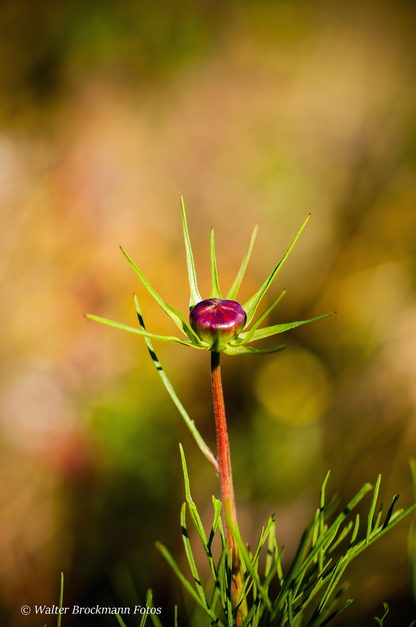 Nikon D5000 sample photo. Tamron 60mm 2.0 macro photography