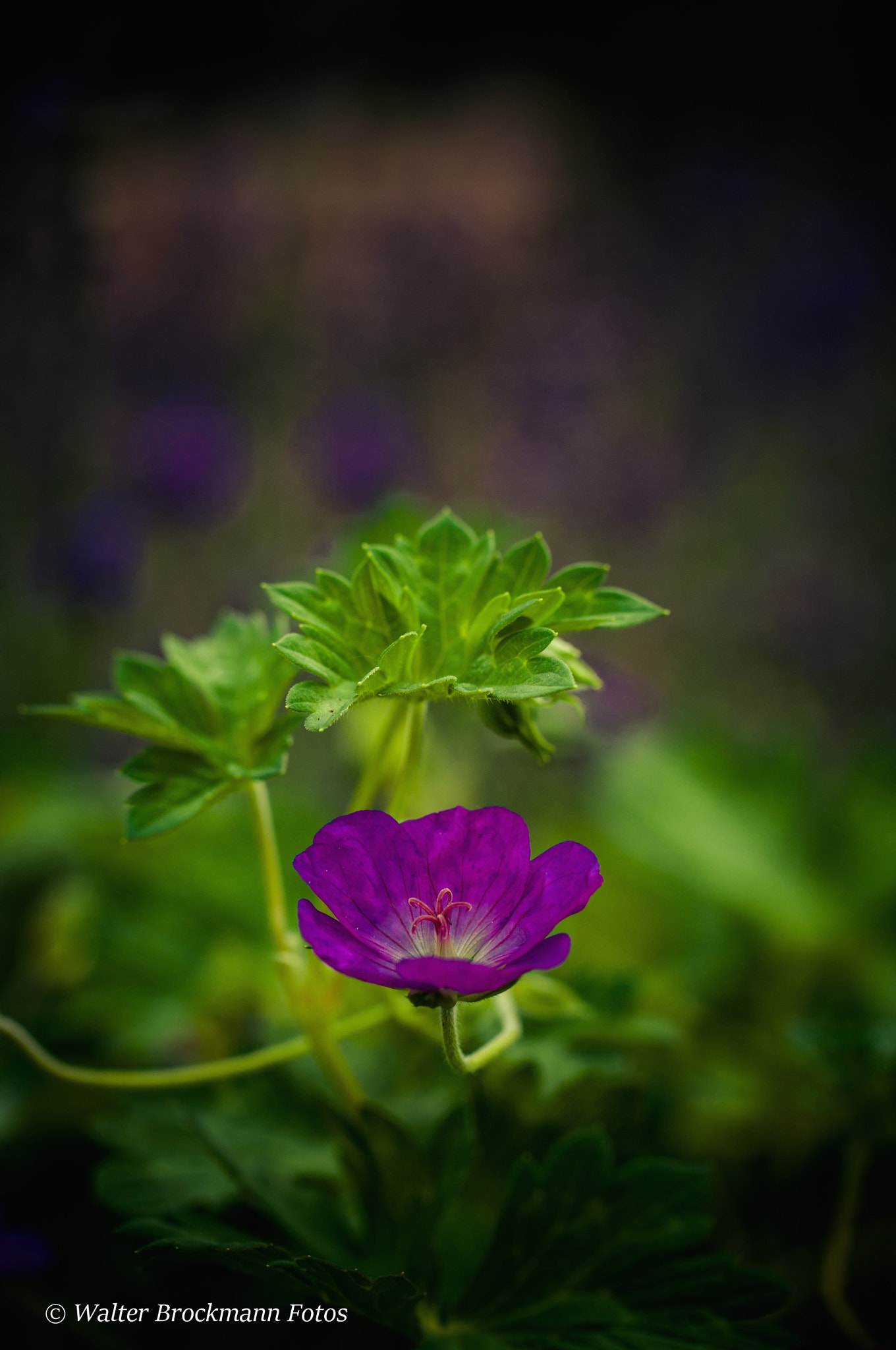 Nikon D5000 sample photo. Tamron 60mm 2.0 macro photography