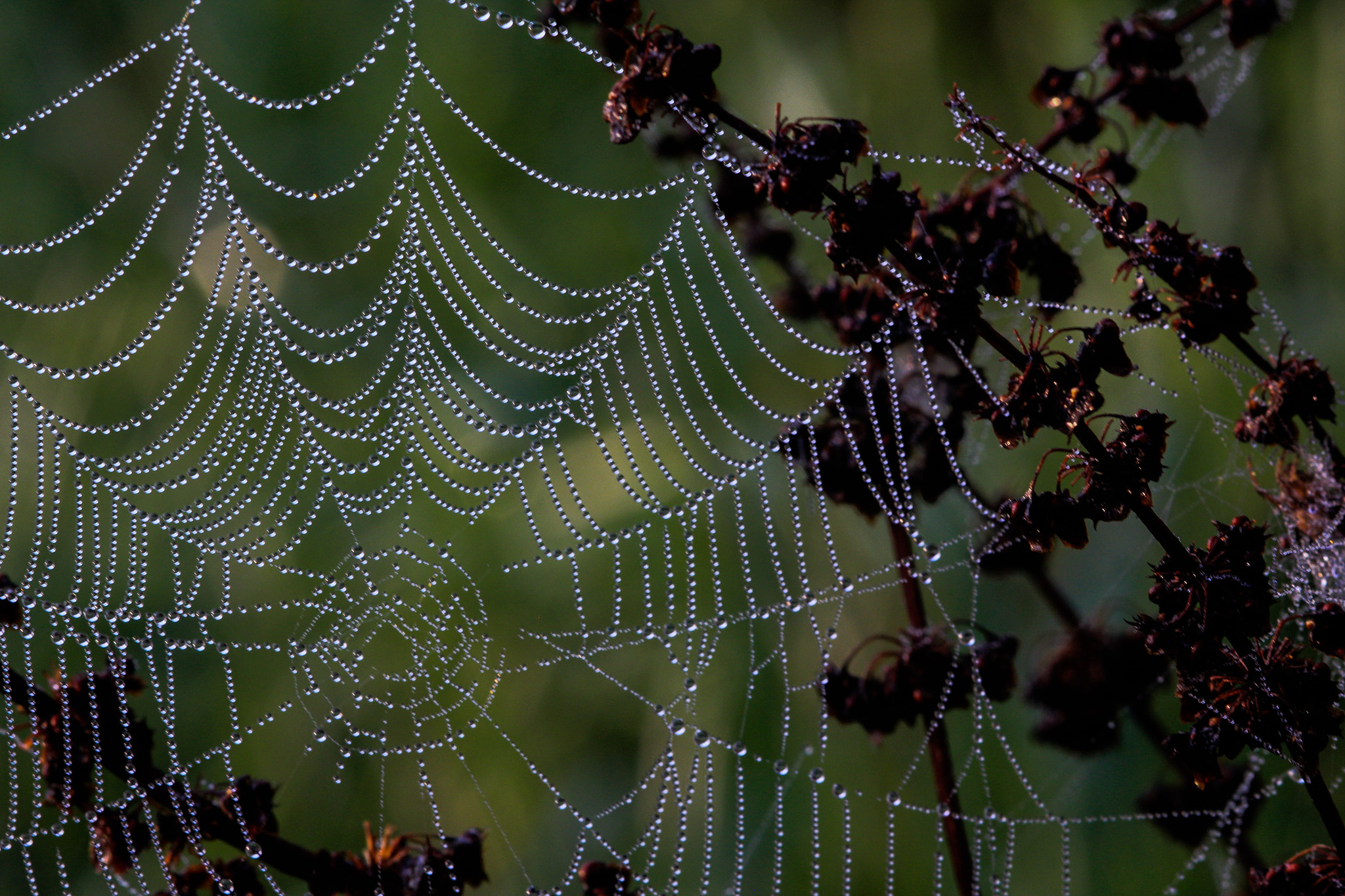 Sigma 105mm F2.8 EX DG Macro sample photo. Web photography
