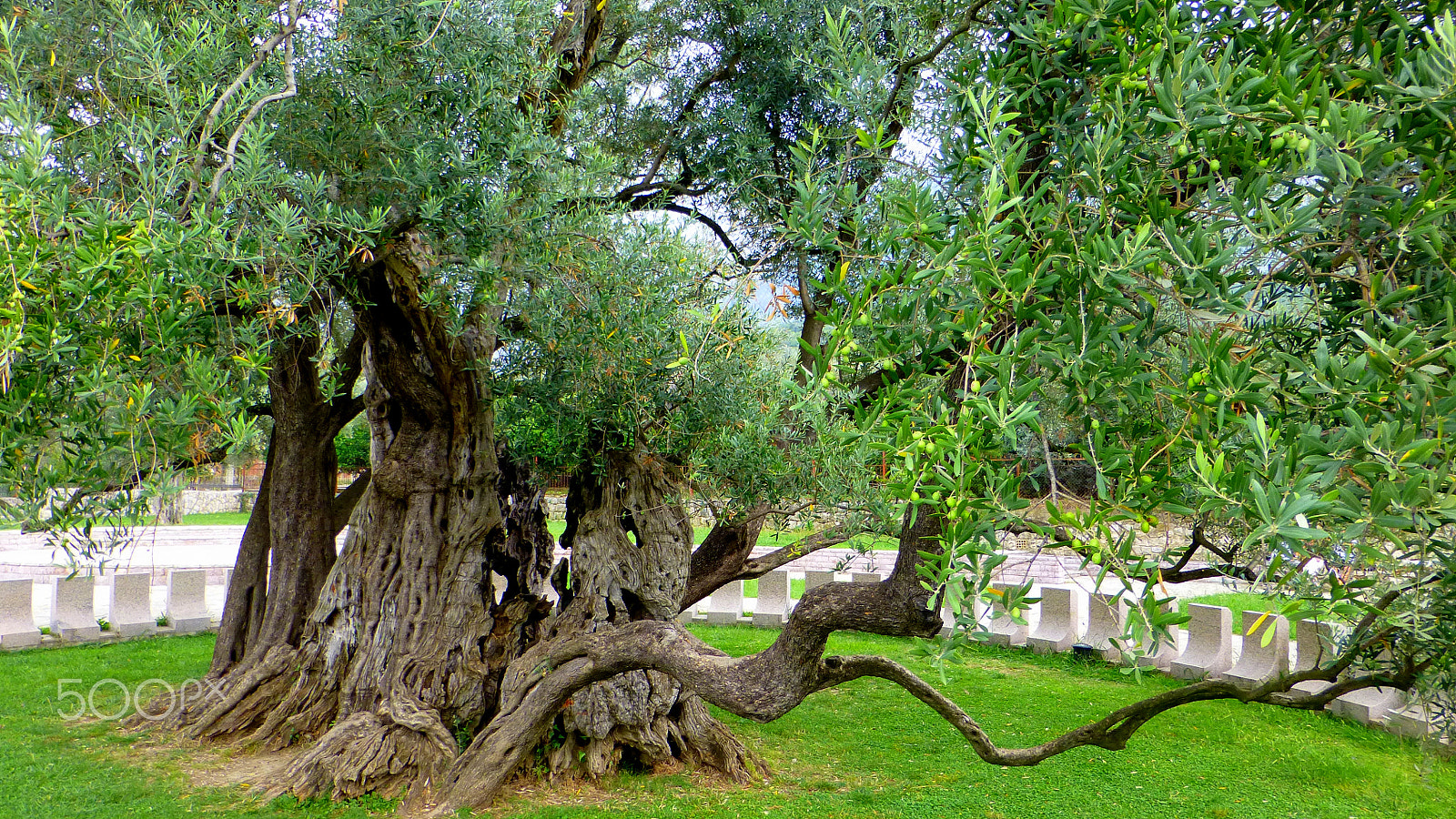 Panasonic DMC-TZ31 sample photo. Oliv tree (2000 years old) photography