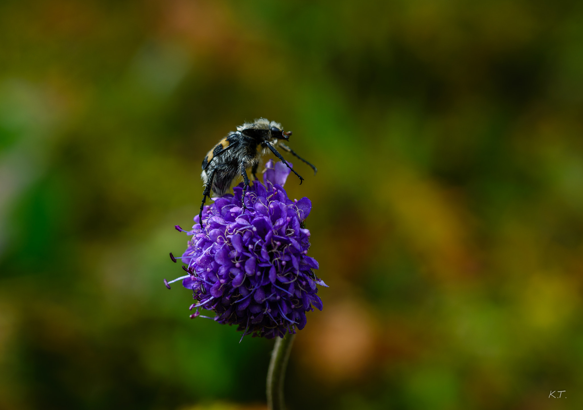 Nikon D610 + Nikon AF Micro-Nikkor 60mm F2.8D sample photo. The agitator photography