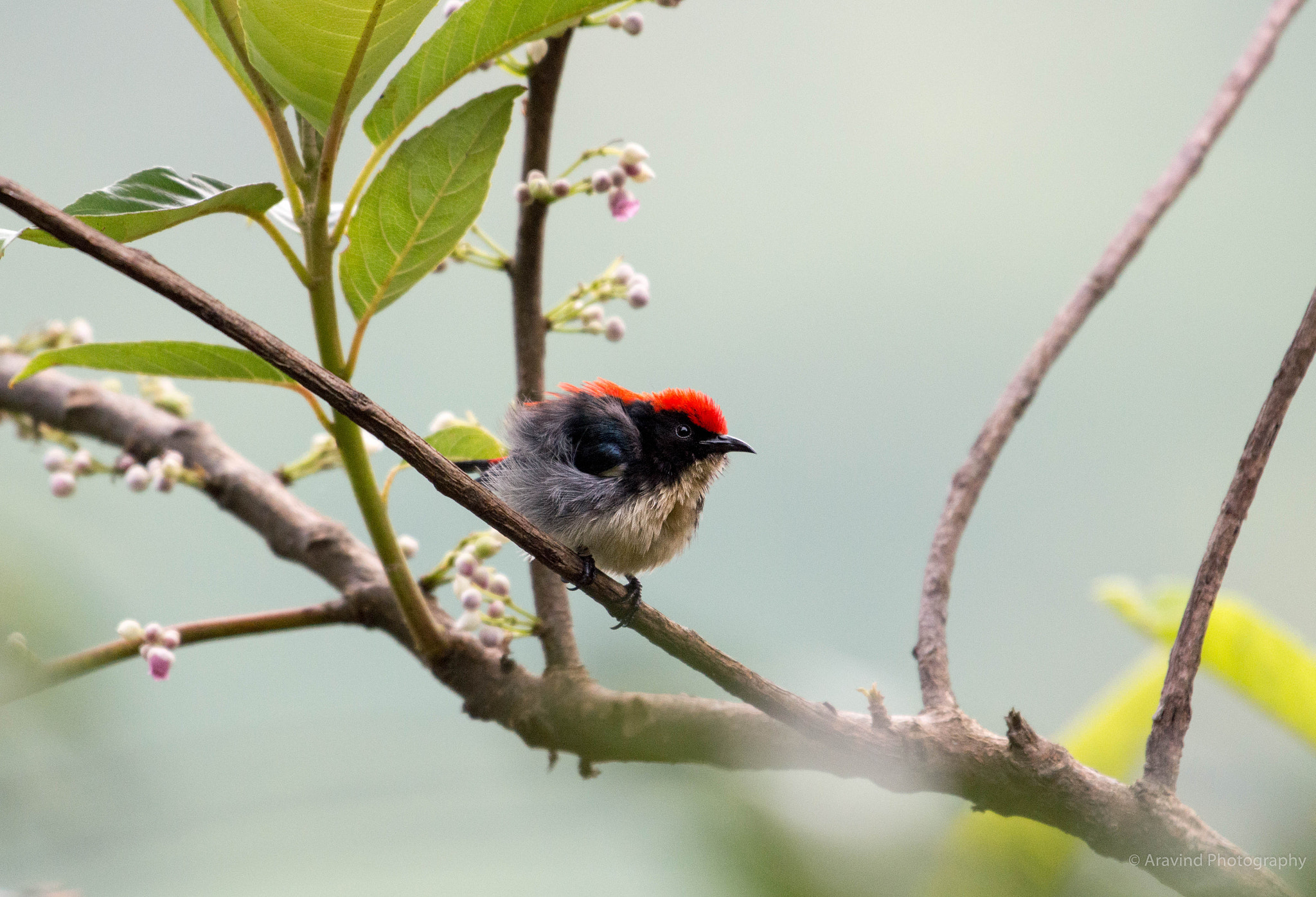 Nikon AF-S Nikkor 200-500mm F5.6E ED VR sample photo. Edited photography
