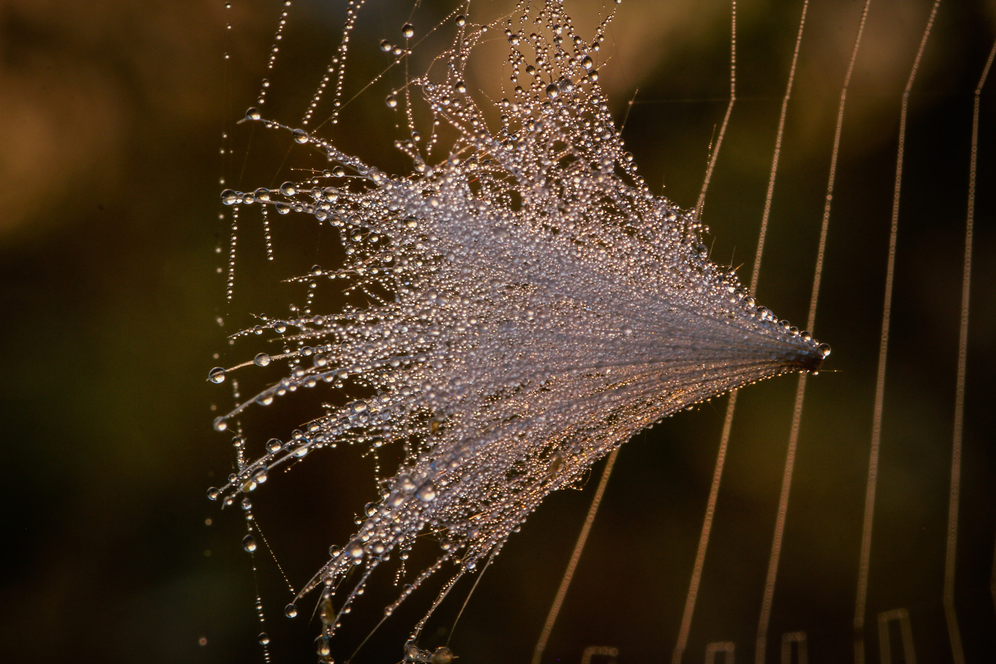 Sigma 105mm F2.8 EX DG Macro sample photo. Trapped photography