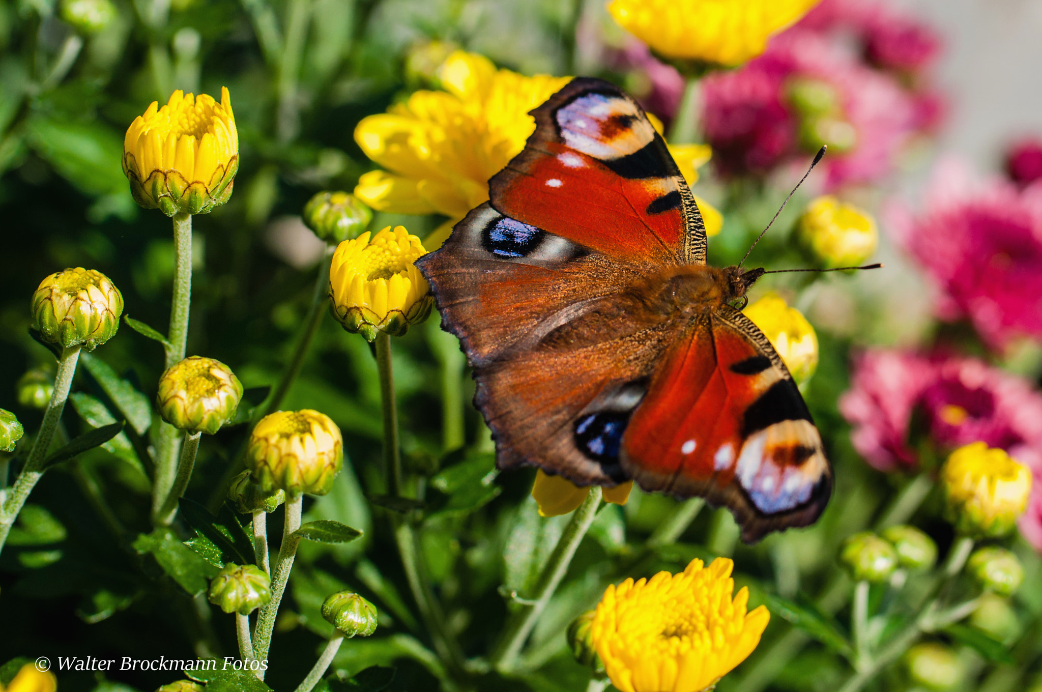 Nikon D5000 sample photo. Butterfly/schmetterling photography