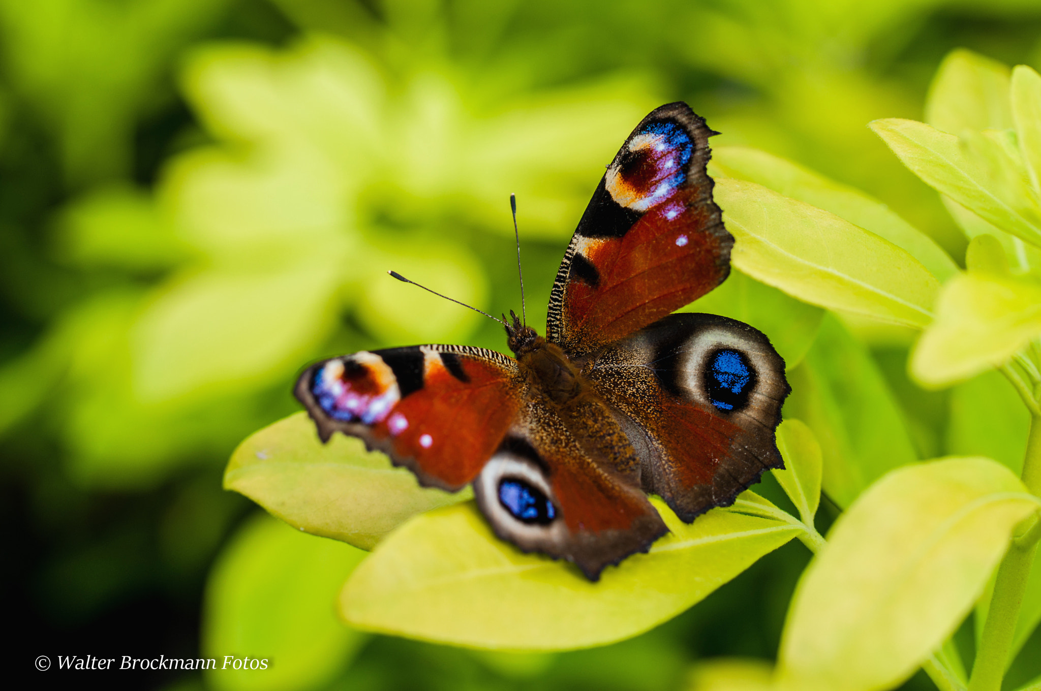 Nikon D5000 sample photo. Schmetterling/butterfly photography