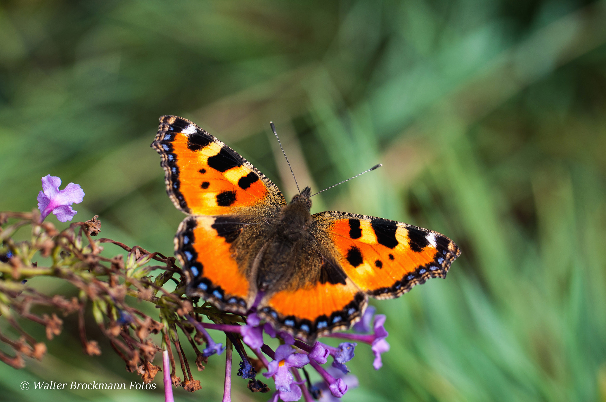 Nikon D5000 sample photo. Schmetterling/butterfly photography