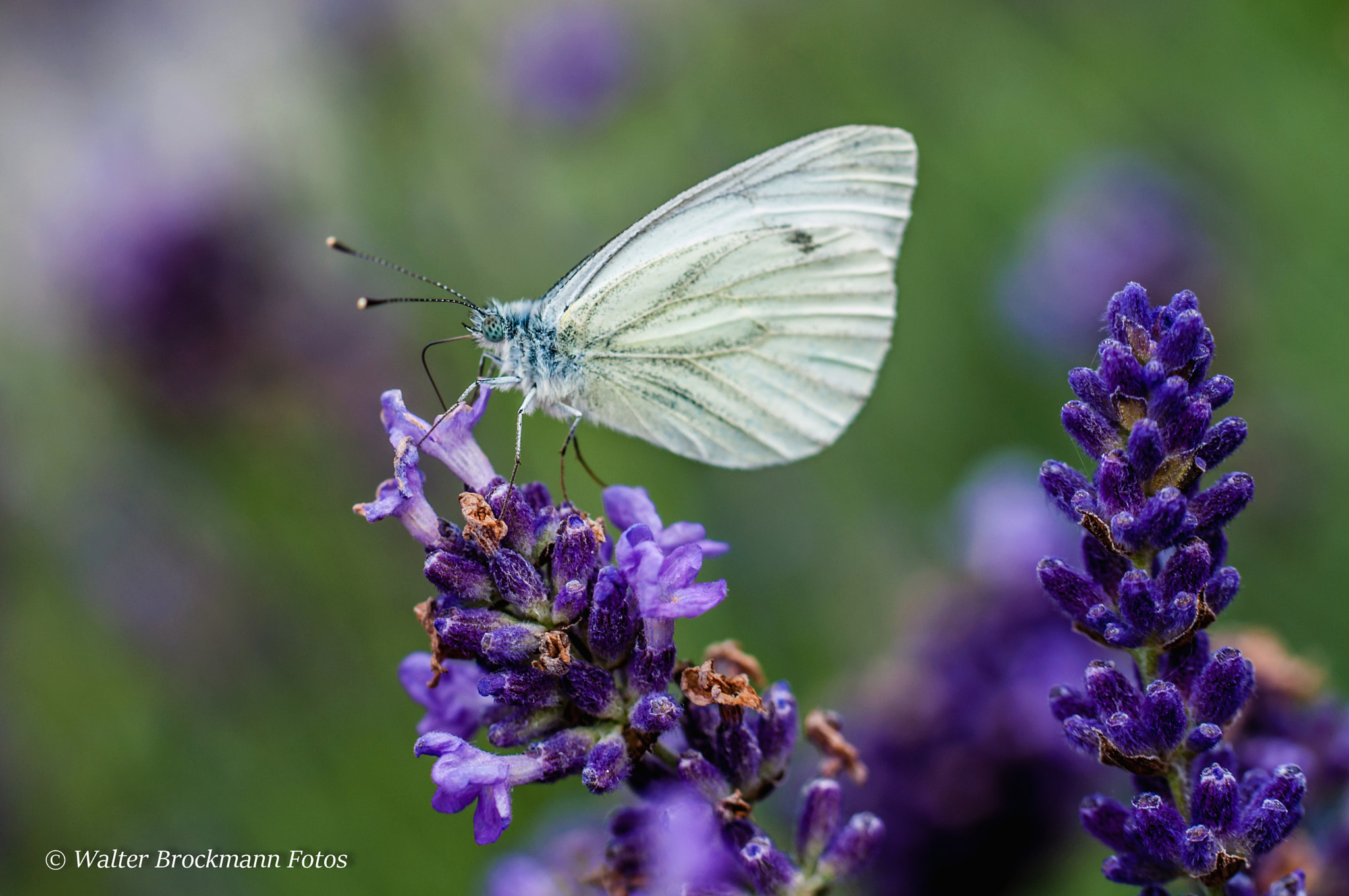 Nikon D5000 sample photo. Schmetterling/butterfly photography