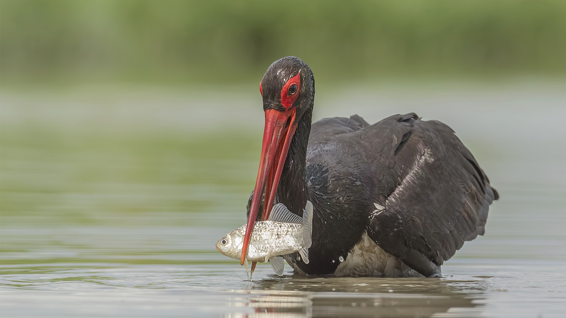 Canon EF 500mm F4L IS USM sample photo. Showing big catch photography