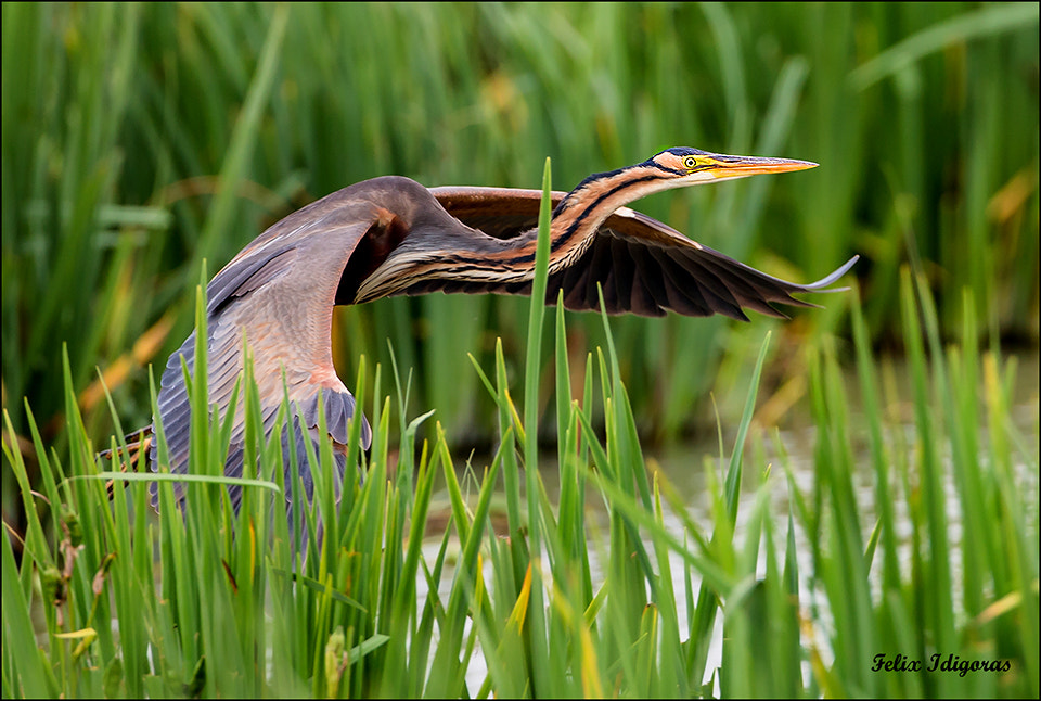 Canon EF 500mm F4L IS USM sample photo. Garza imperial () photography