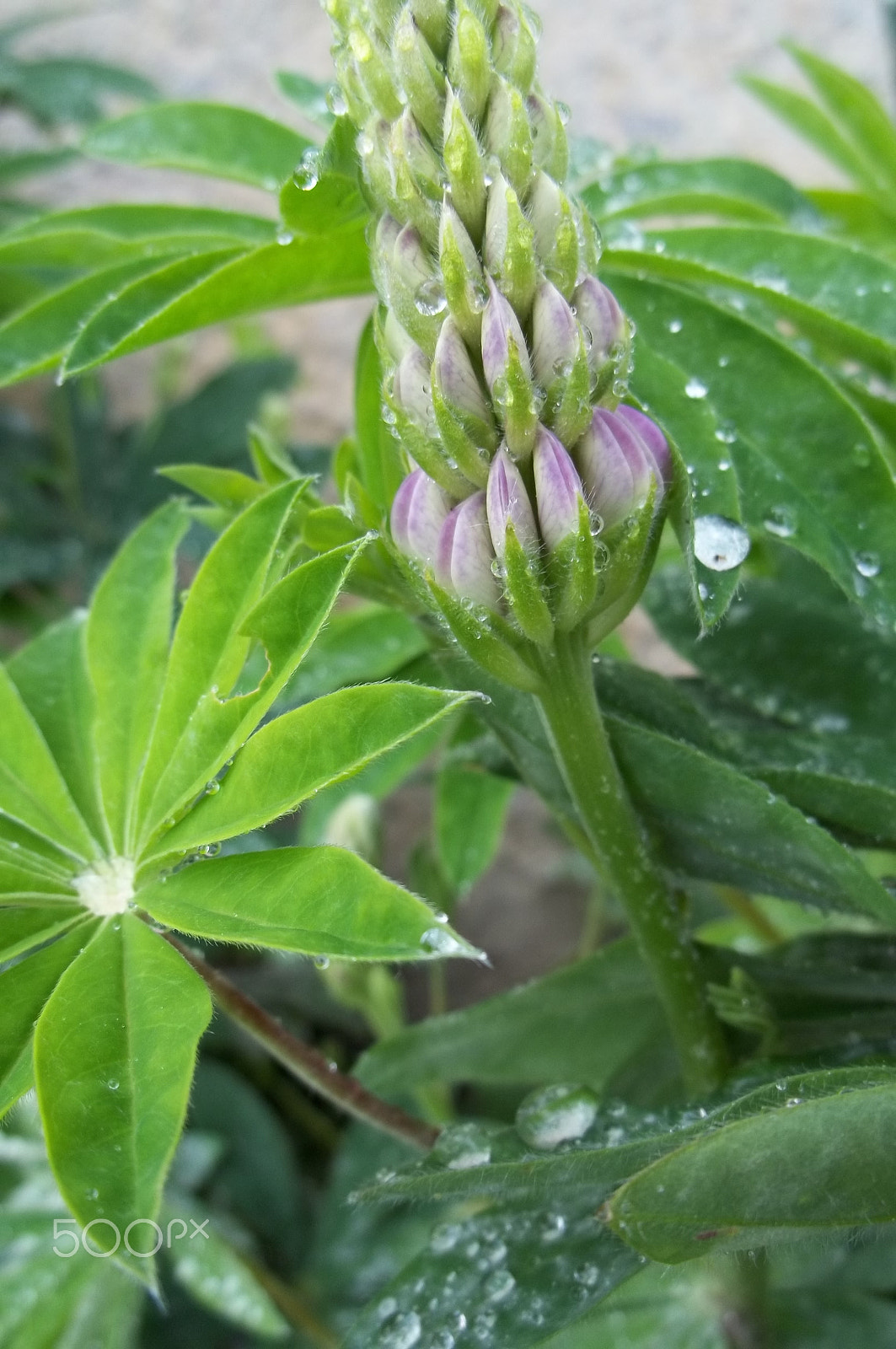 Kodak EASYSHARE C195 DIGITAL CAMERA sample photo. Blooming lupins photography