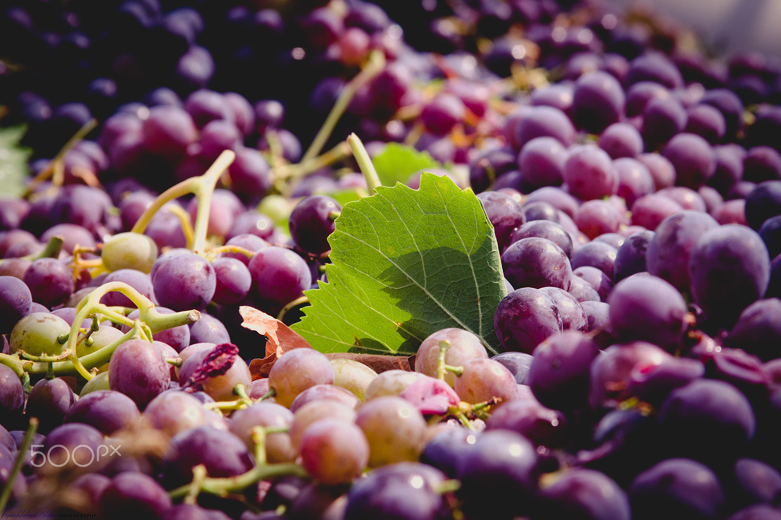 Canon EF 28-135mm F3.5-5.6 IS USM sample photo. Grapes photography