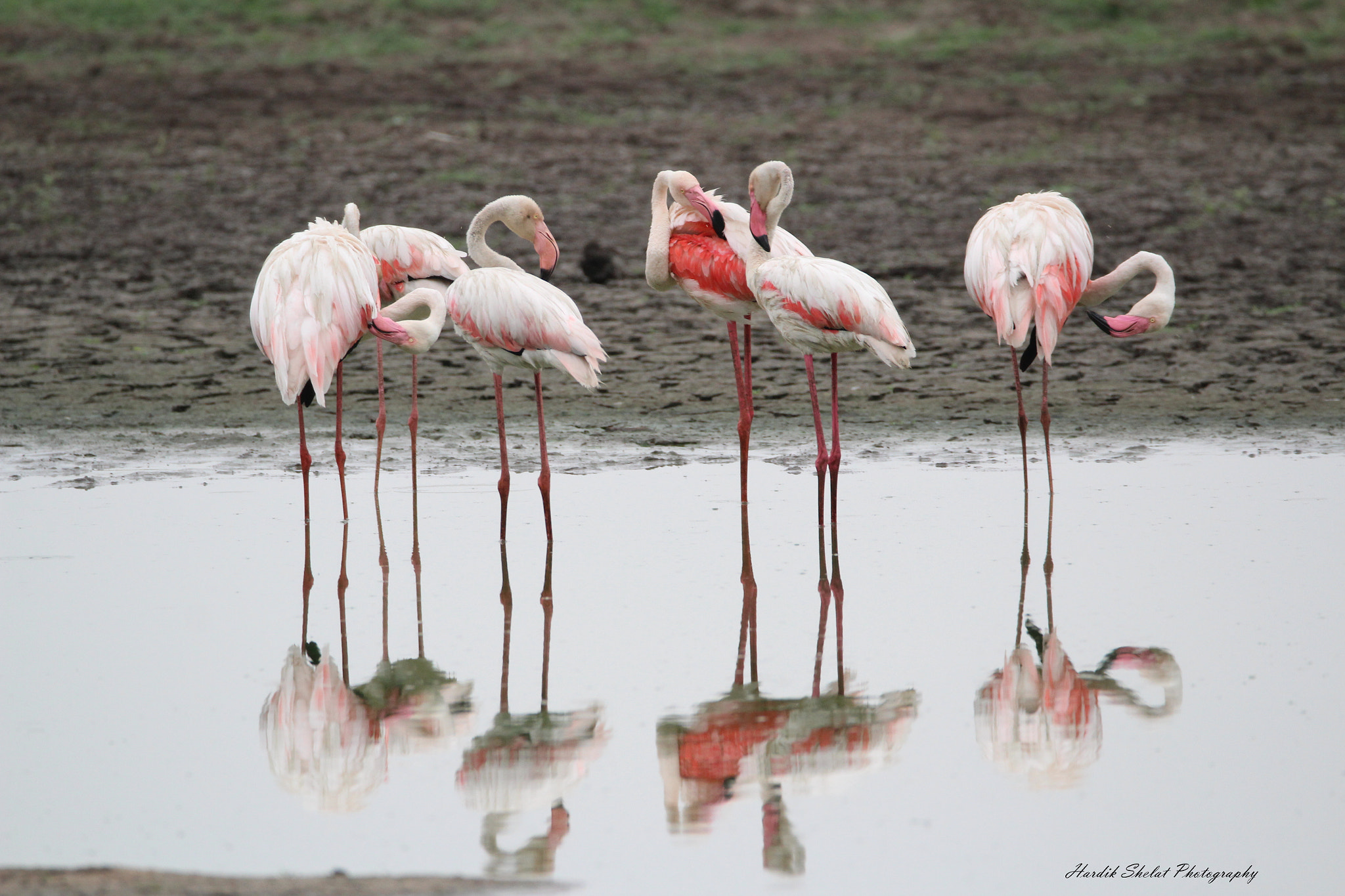 Sigma 150-600mm F5-6.3 DG OS HSM | C sample photo. Greater flamingos cleaning their wings at thol lake,gujarat,india photography