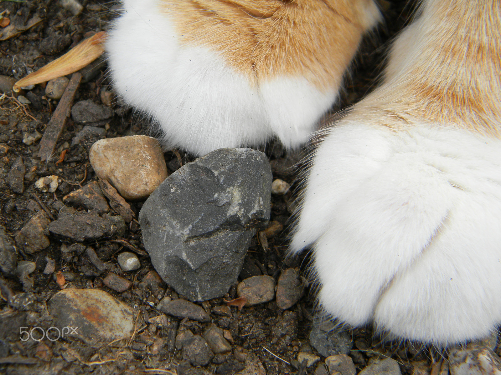 Nikon COOLPIX L105 sample photo. Benny's paws photography