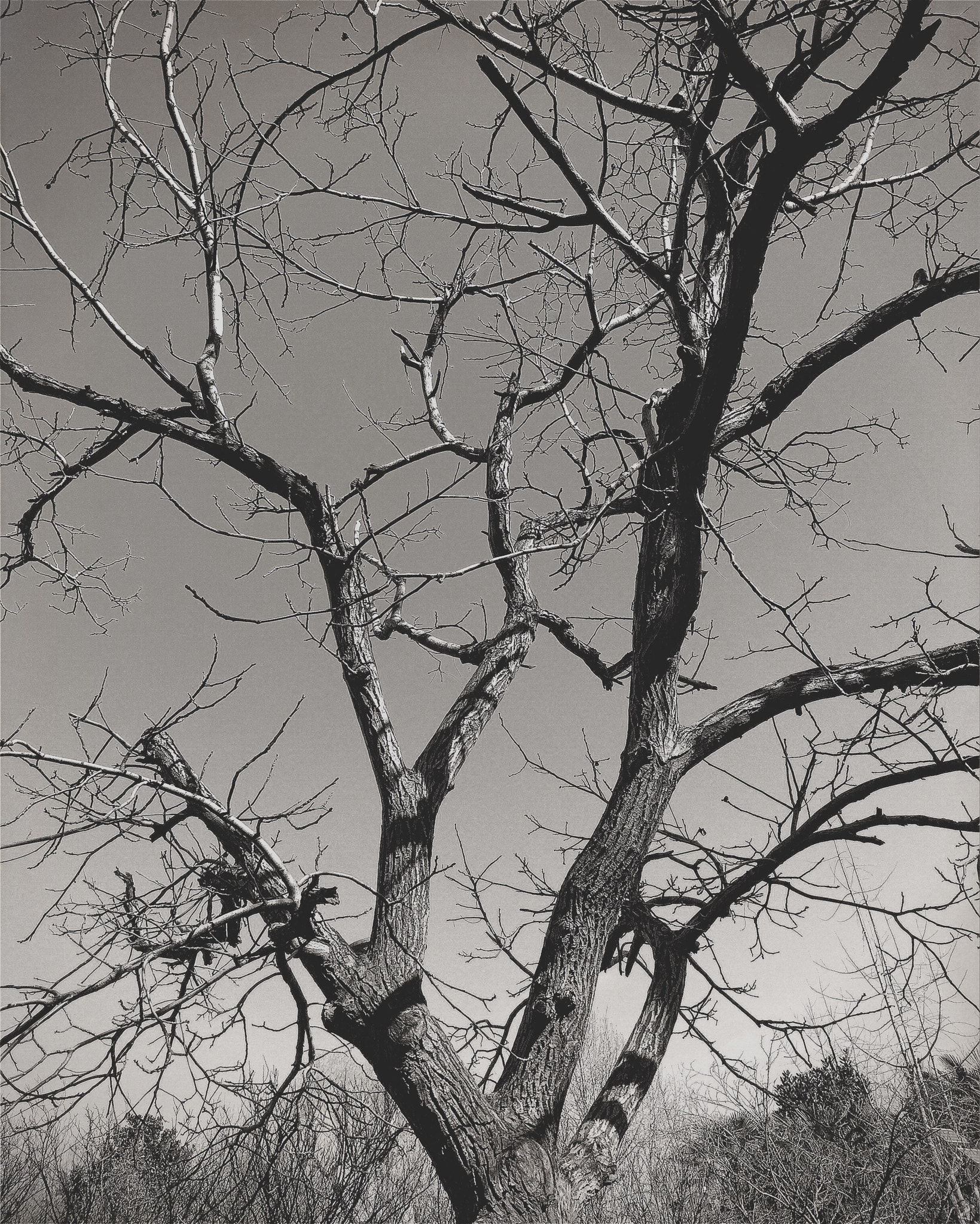 Hipstamatic 320 sample photo. Trees，no.6 photography