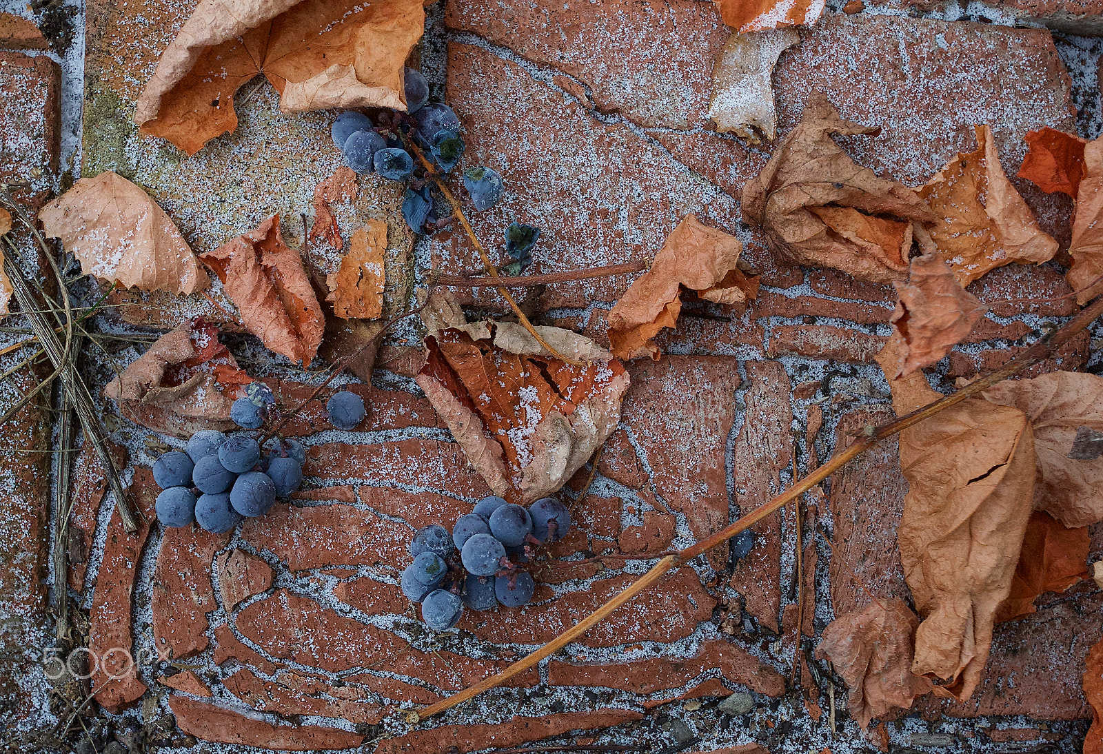 Canon EOS-1D X + Canon EF 17-40mm F4L USM sample photo. Grapes photography