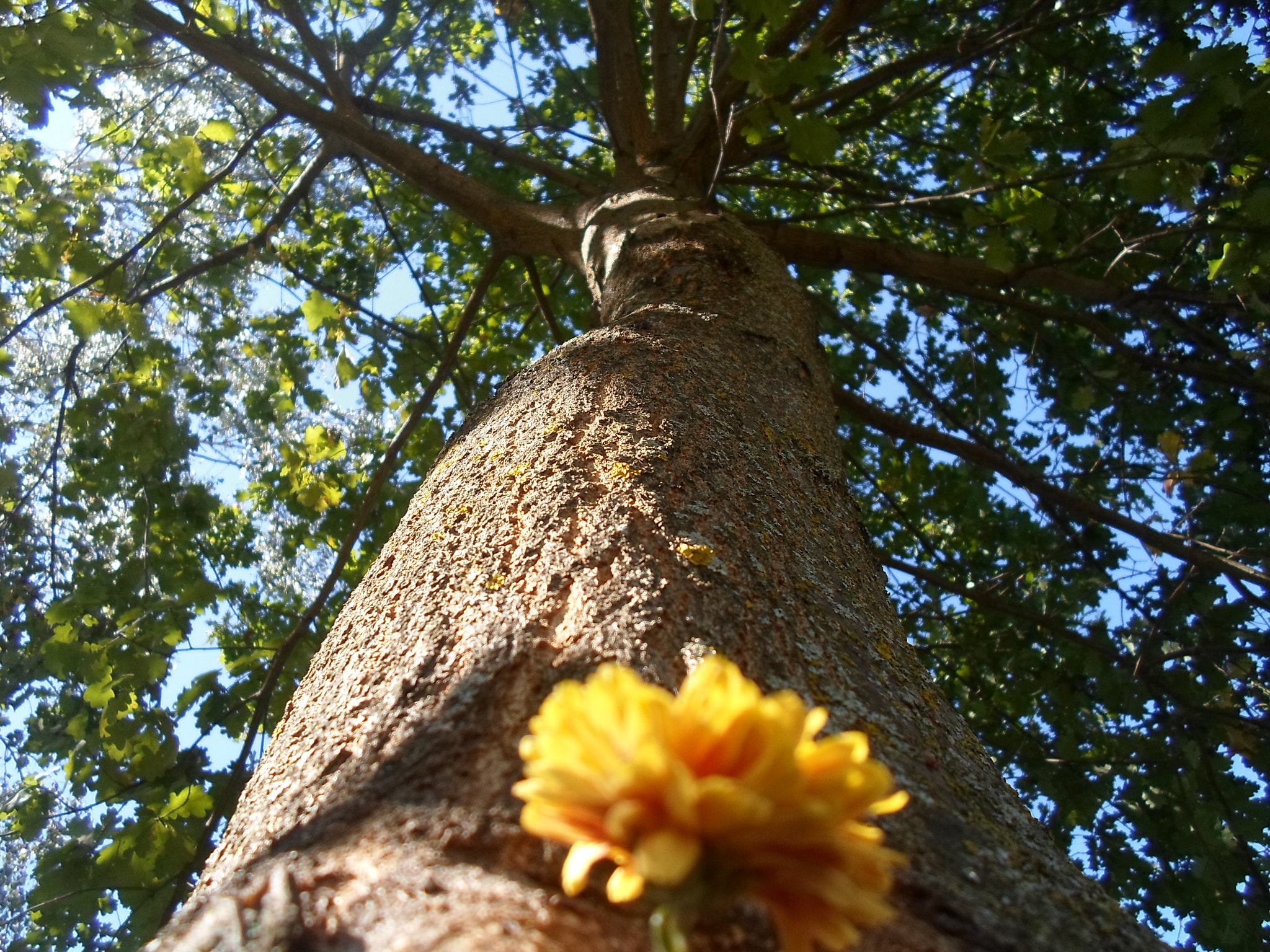 Samsung ST66 / ST68 sample photo. Tree and flower photography