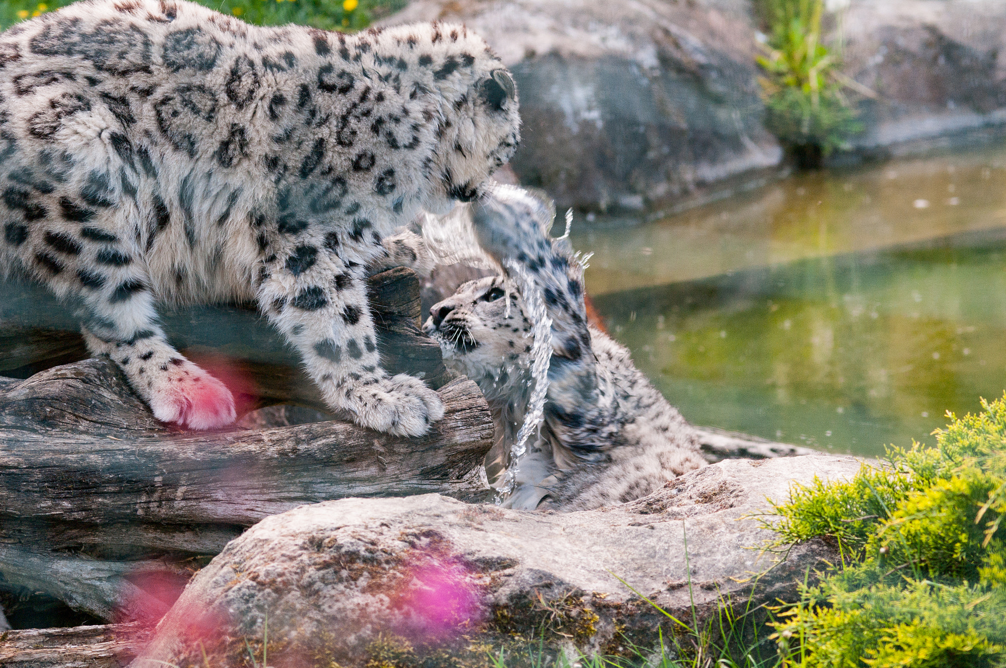 Pentax K-7 sample photo. Snow leopard photography