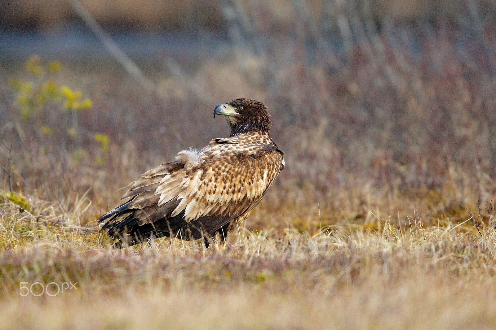 Canon EF 400mm F2.8L IS II USM sample photo. Young sea eagle photography