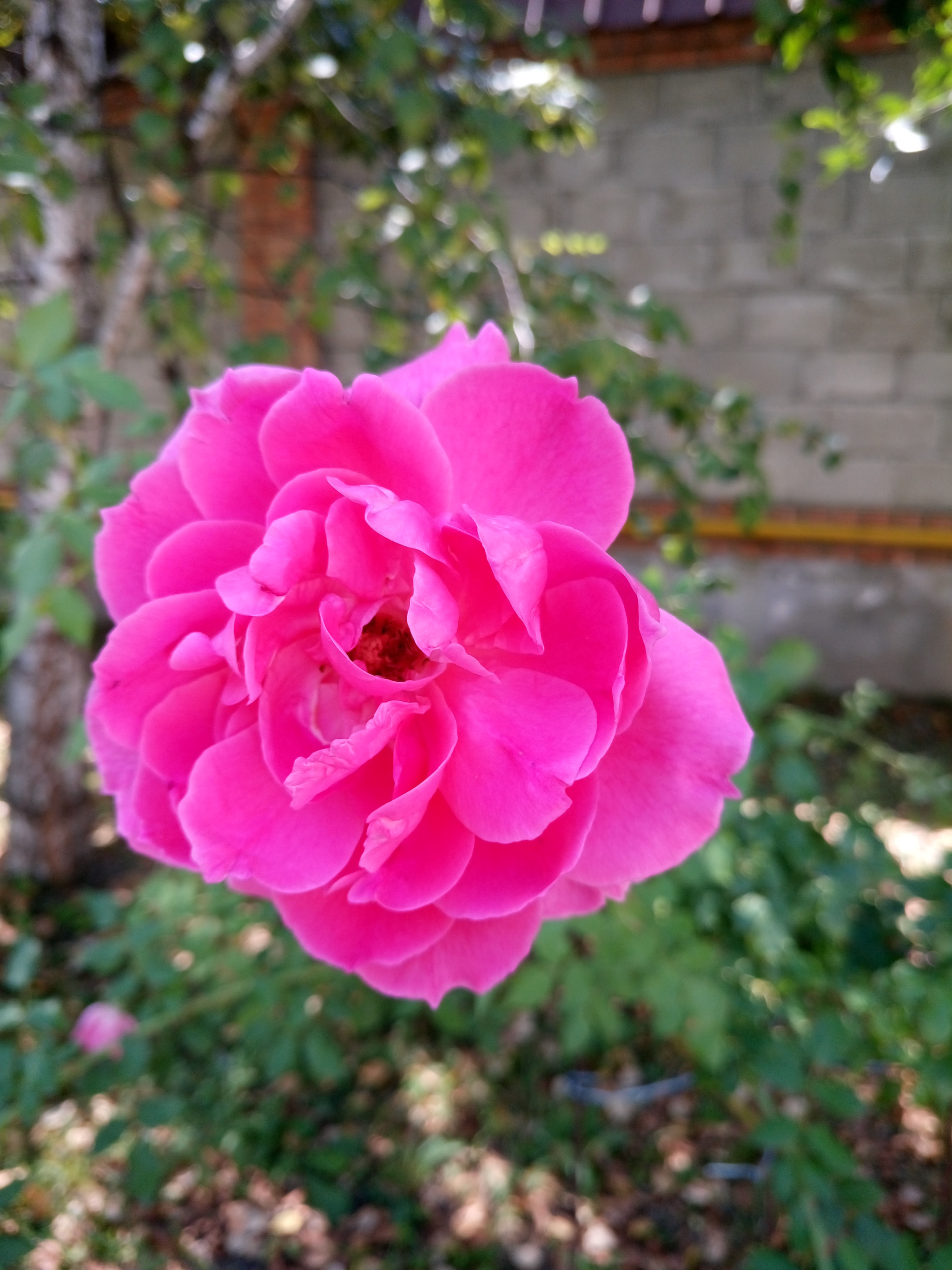 Sony Xperia M5 Dual sample photo